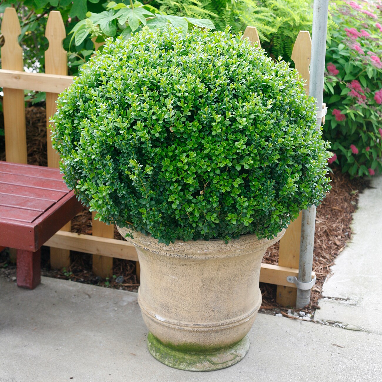 Perfect Plants LOSPRINTER1G shrubs - View #3