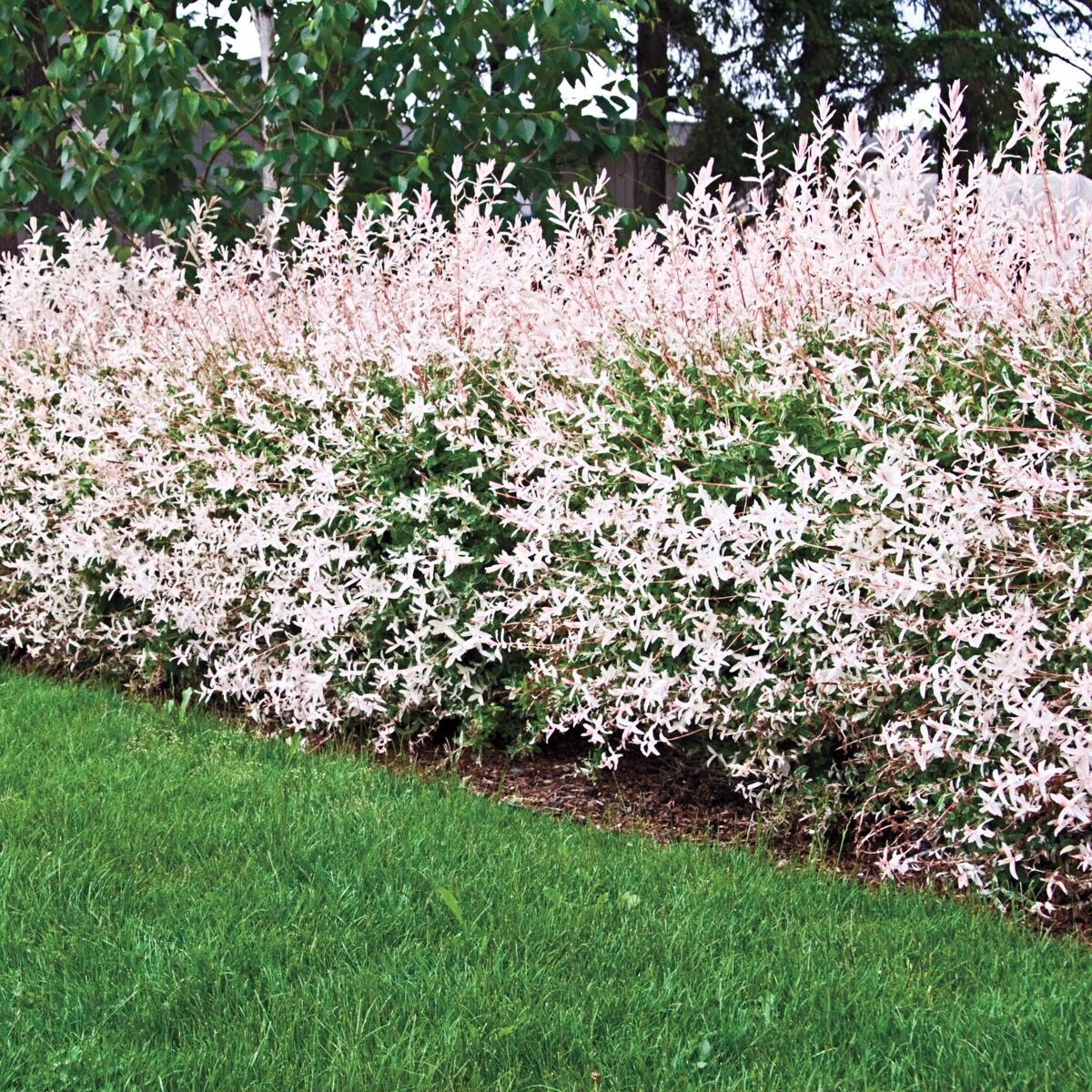 Spring Hill Nurseries Dappled Willow Dormant Shrub Foundation Hedge