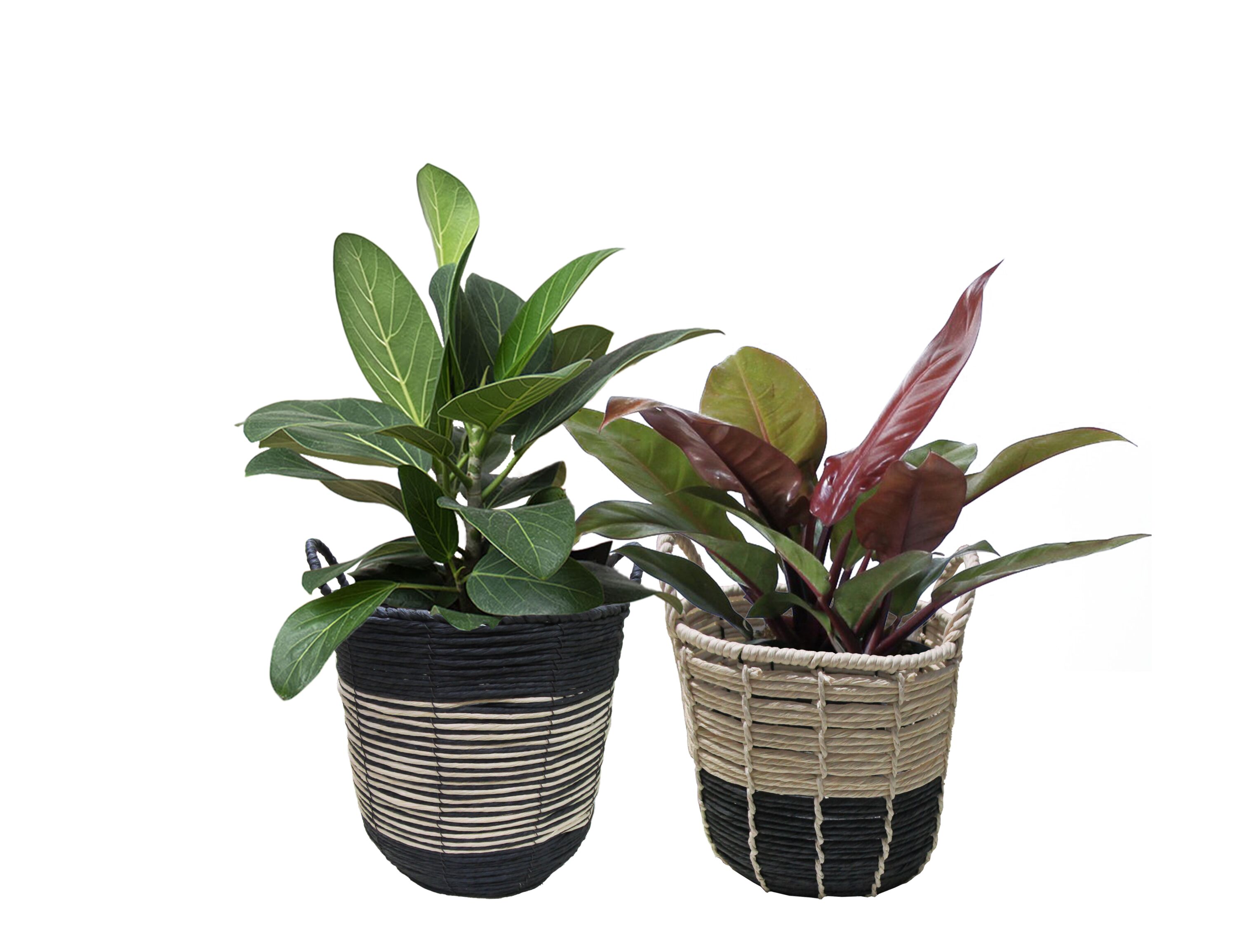 LiveTrends ASB06945 Onyx House plant in 36 Ounce(s) Pot 1 -Pack