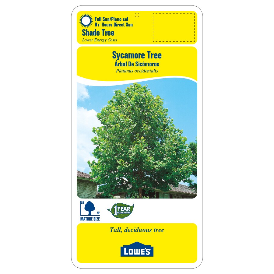  NURSERY trees - View #2