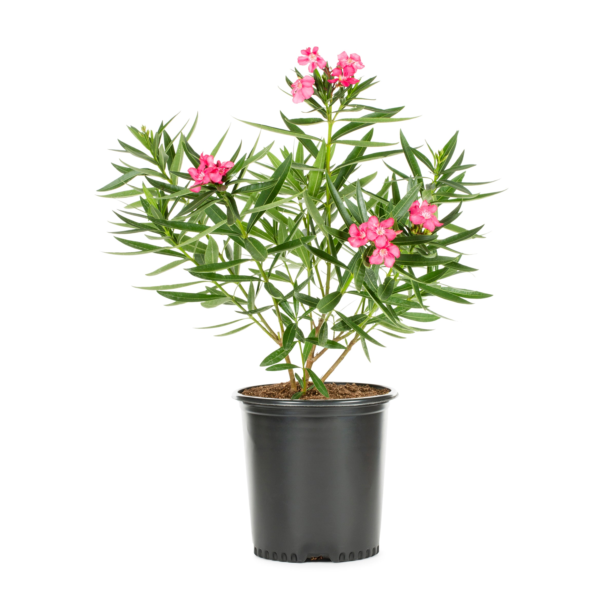 Lowe's NURSERY 3.58 -Gallon Multicolor Flowering Oleander (Tree Form) In pot (with soil)