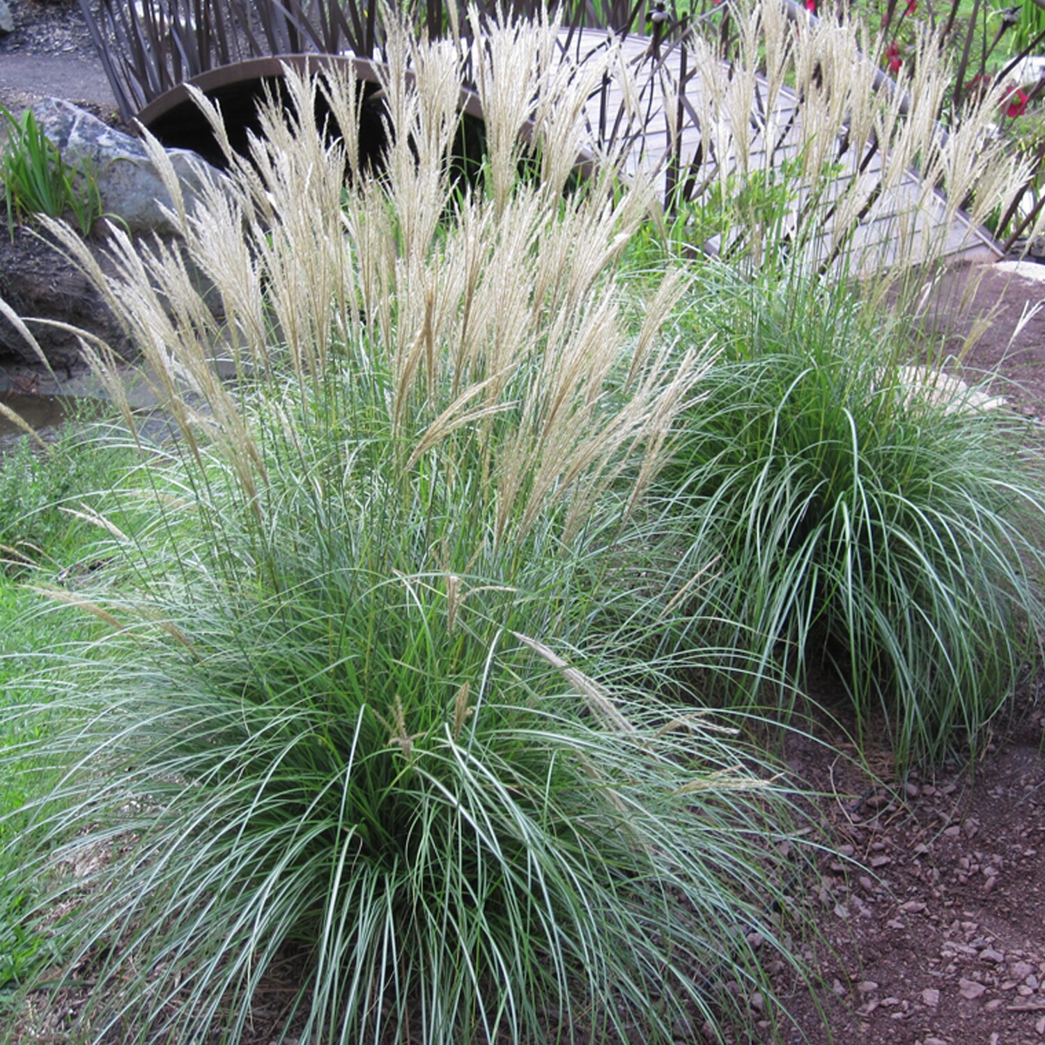 Van Zyverden Red Ornamental Grass Dwarf Maiden Grass Bulbs in the Plant ...