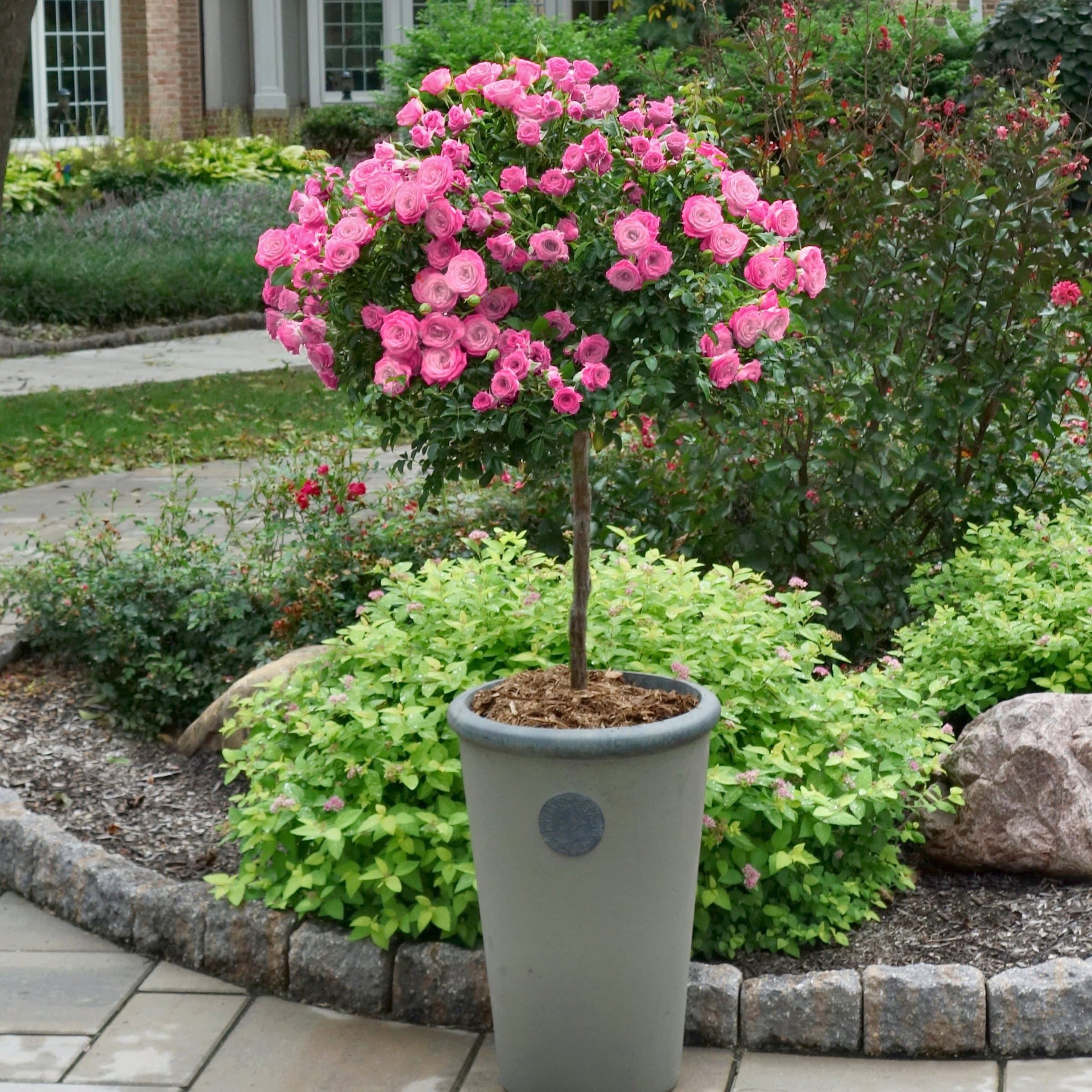 National Plant Network LW2169 roses - View #4
