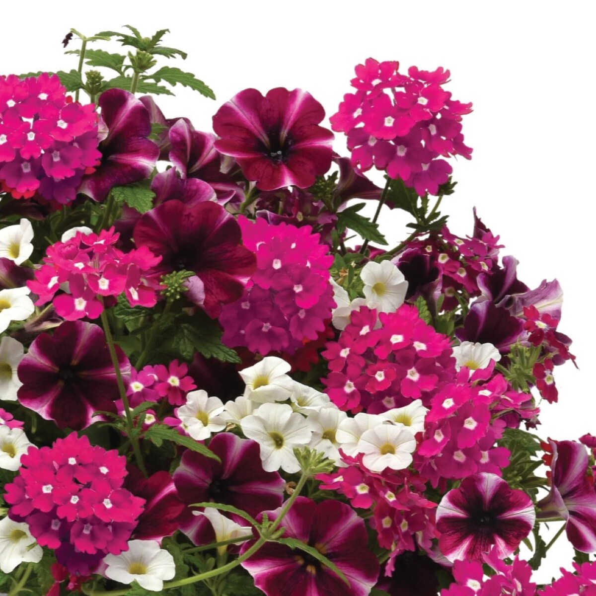 Lowe's NURSERY annuals - View #2