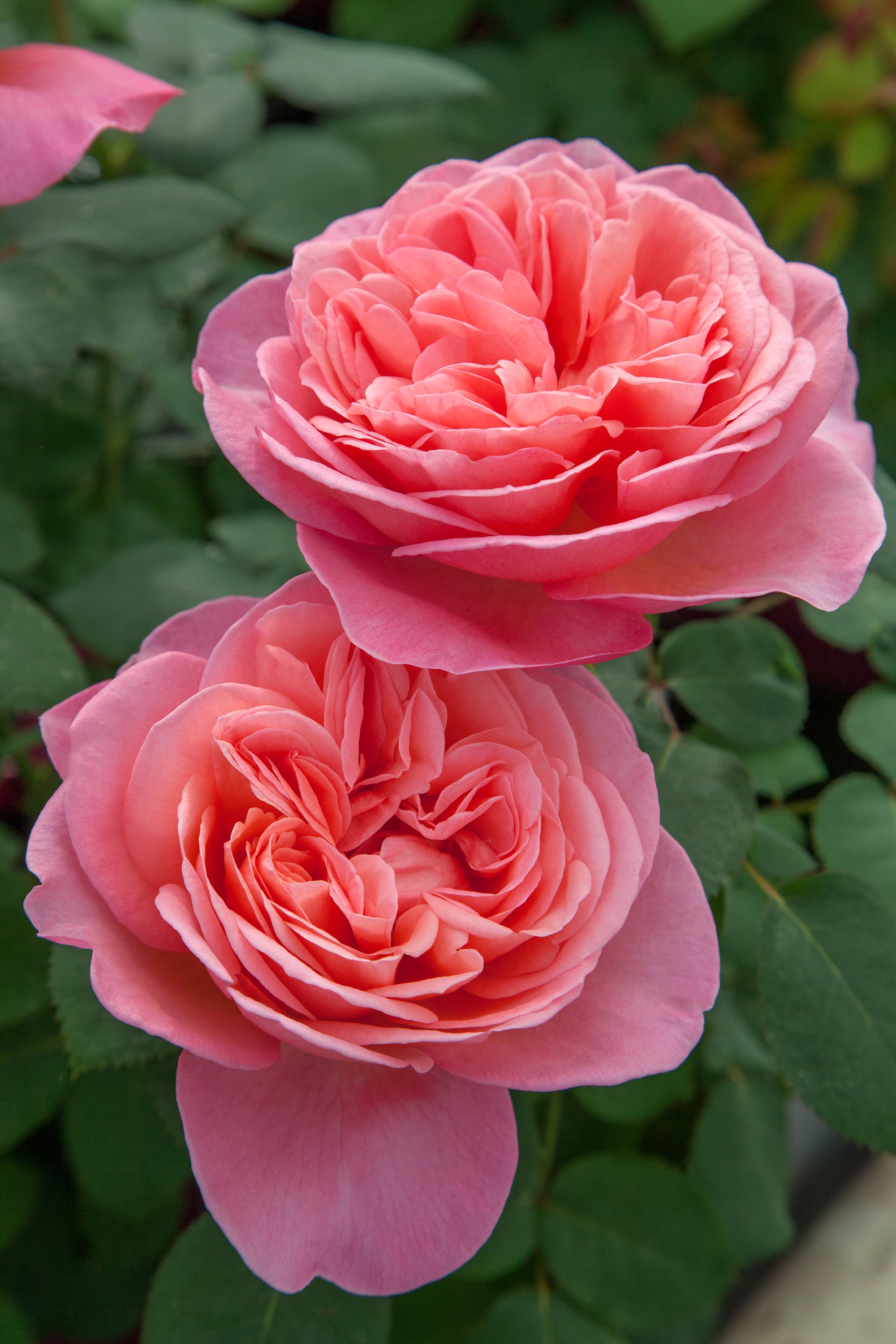 Lowes Pink Rose Sweet Mademoiselle 1 Gallon In Pot In The Roses