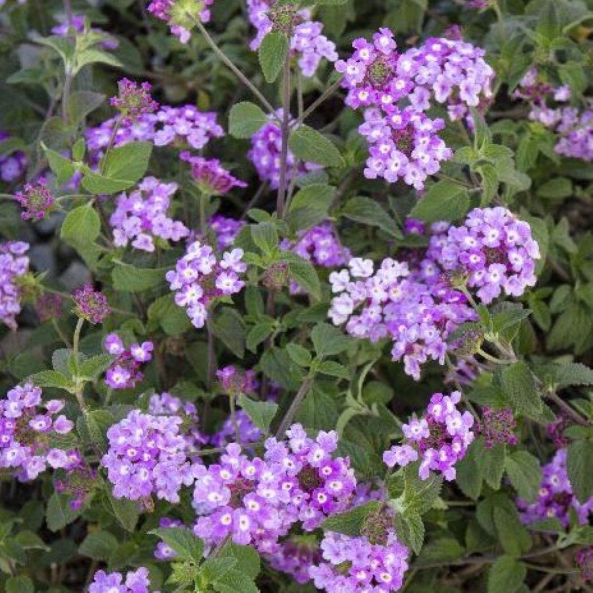 Altman Plants 0881247 perennials - View #5