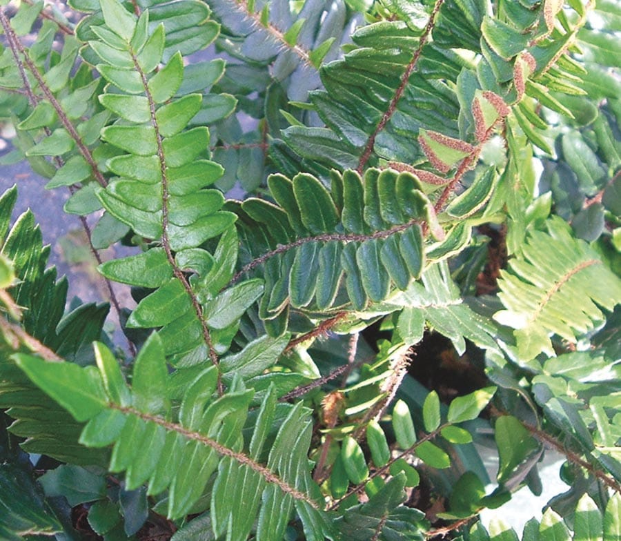 Lowe's NURSERY Sickle Fern Plant in 1 -Quart Pot