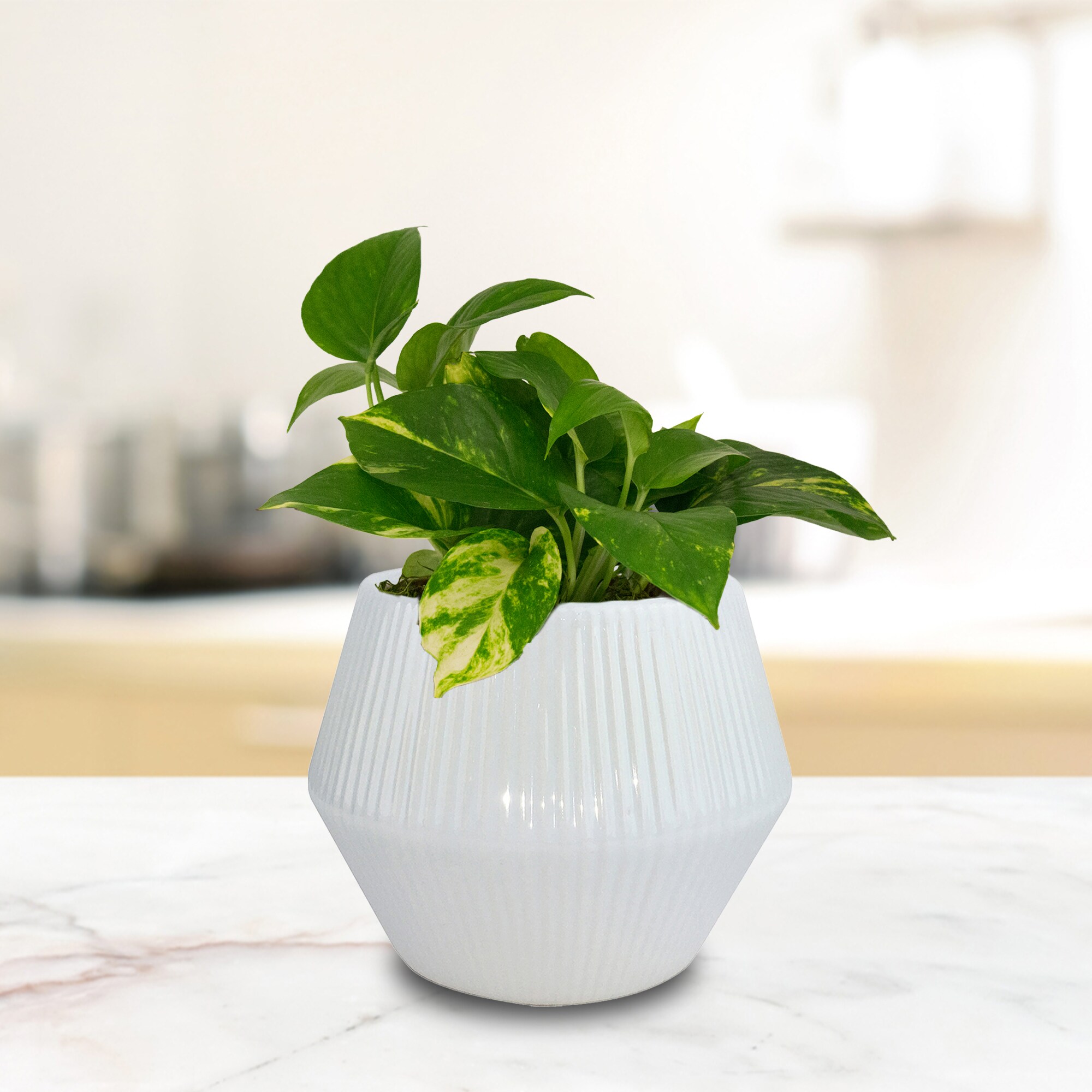 Trendspot LECR01474N-08WS Planter-Window-Box - View #2