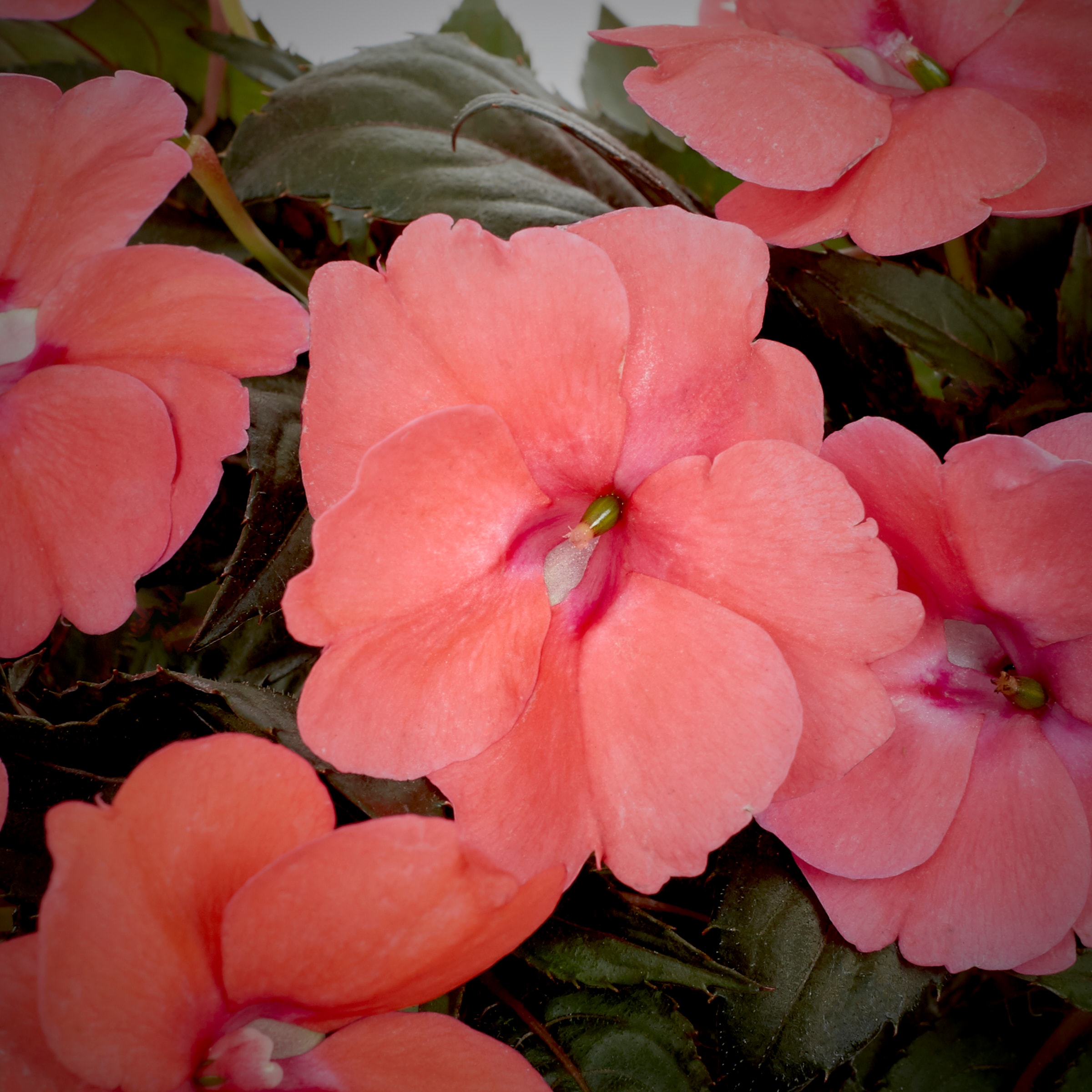 Lowe's 289881 annuals - View #2