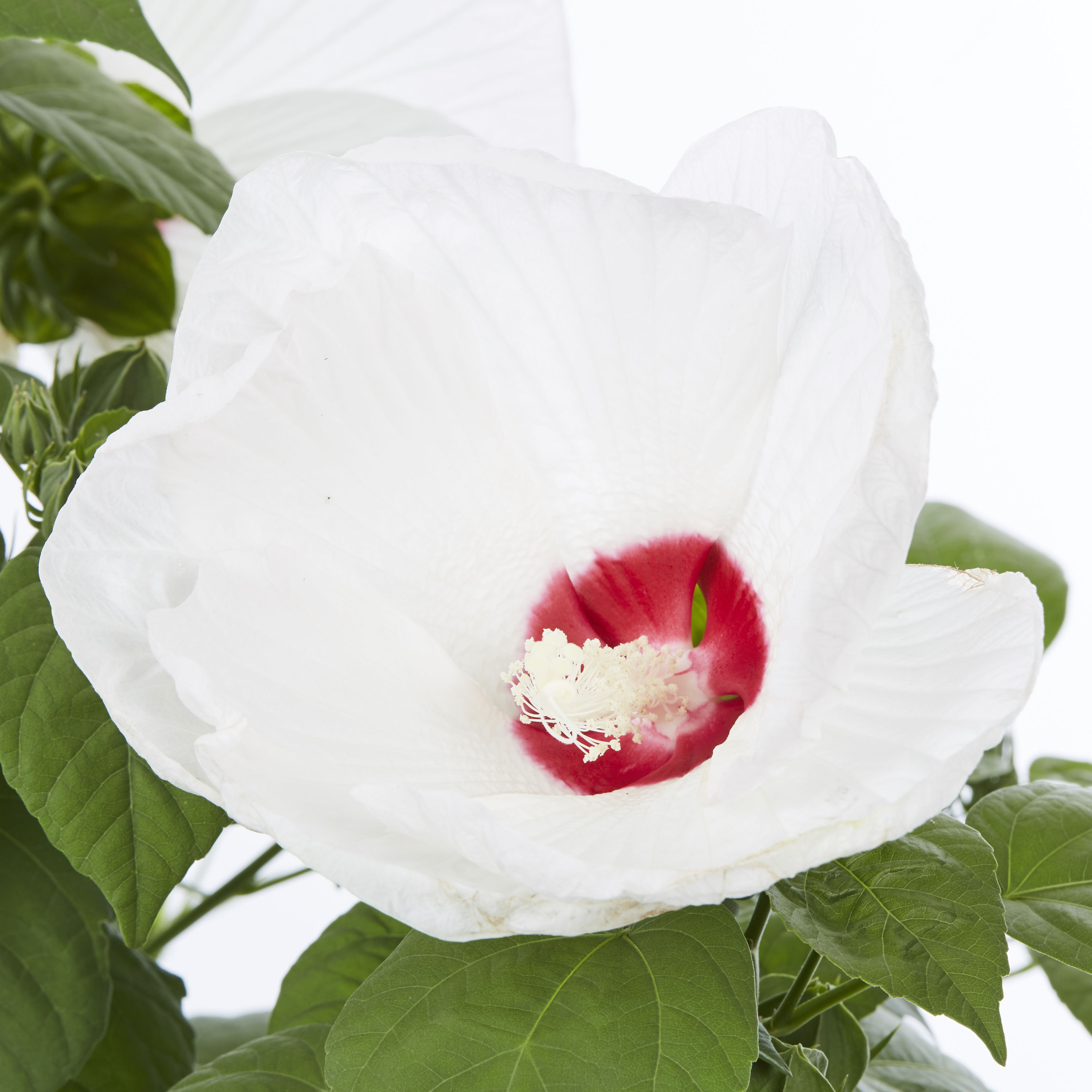 First Editions Pink French Cabaret Hibiscus Flowering Shrub In 2 Gallon