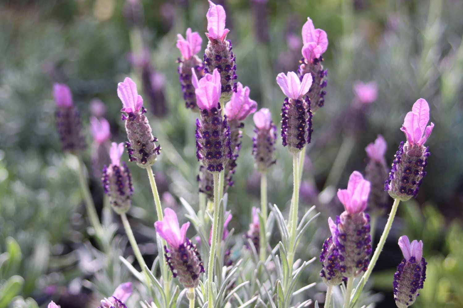 Lowe's 3750863 Lavender Plant in 2.25-Gallon Planter 4-Pack