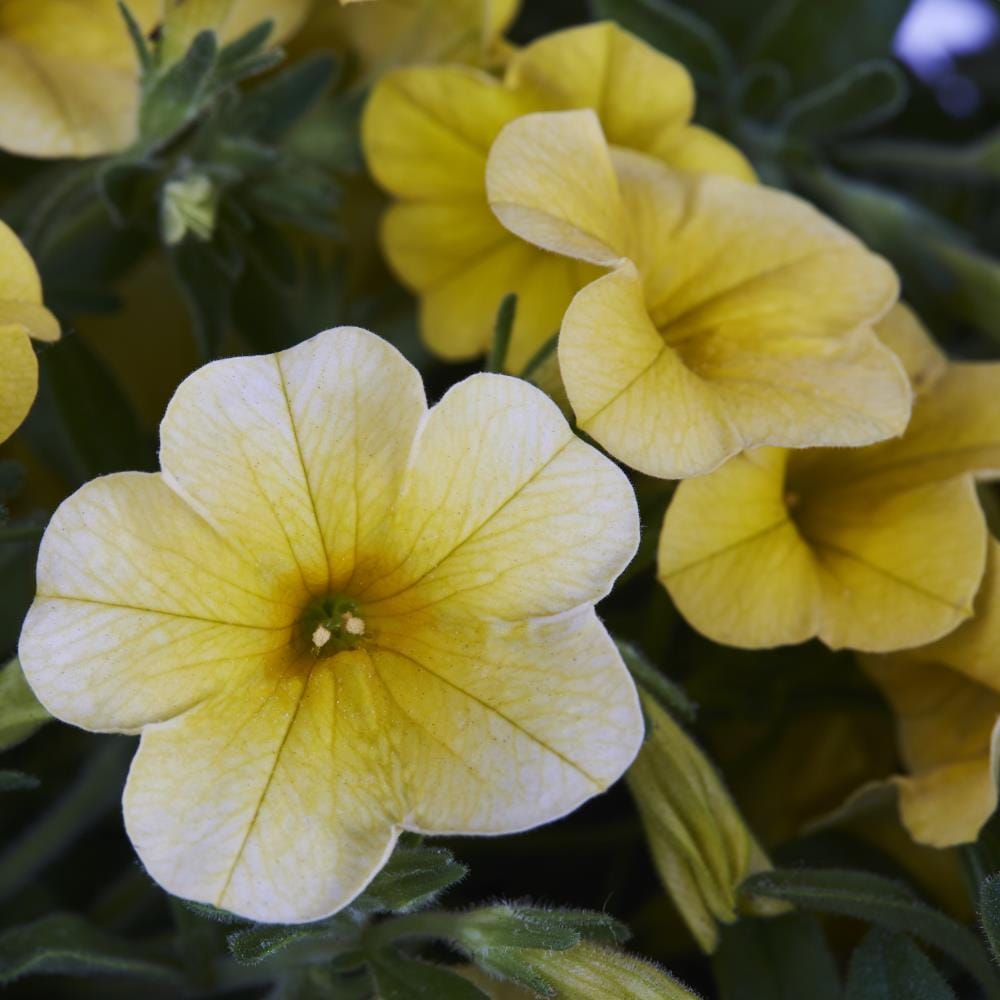 Monrovia NURSERY annuals - View #2