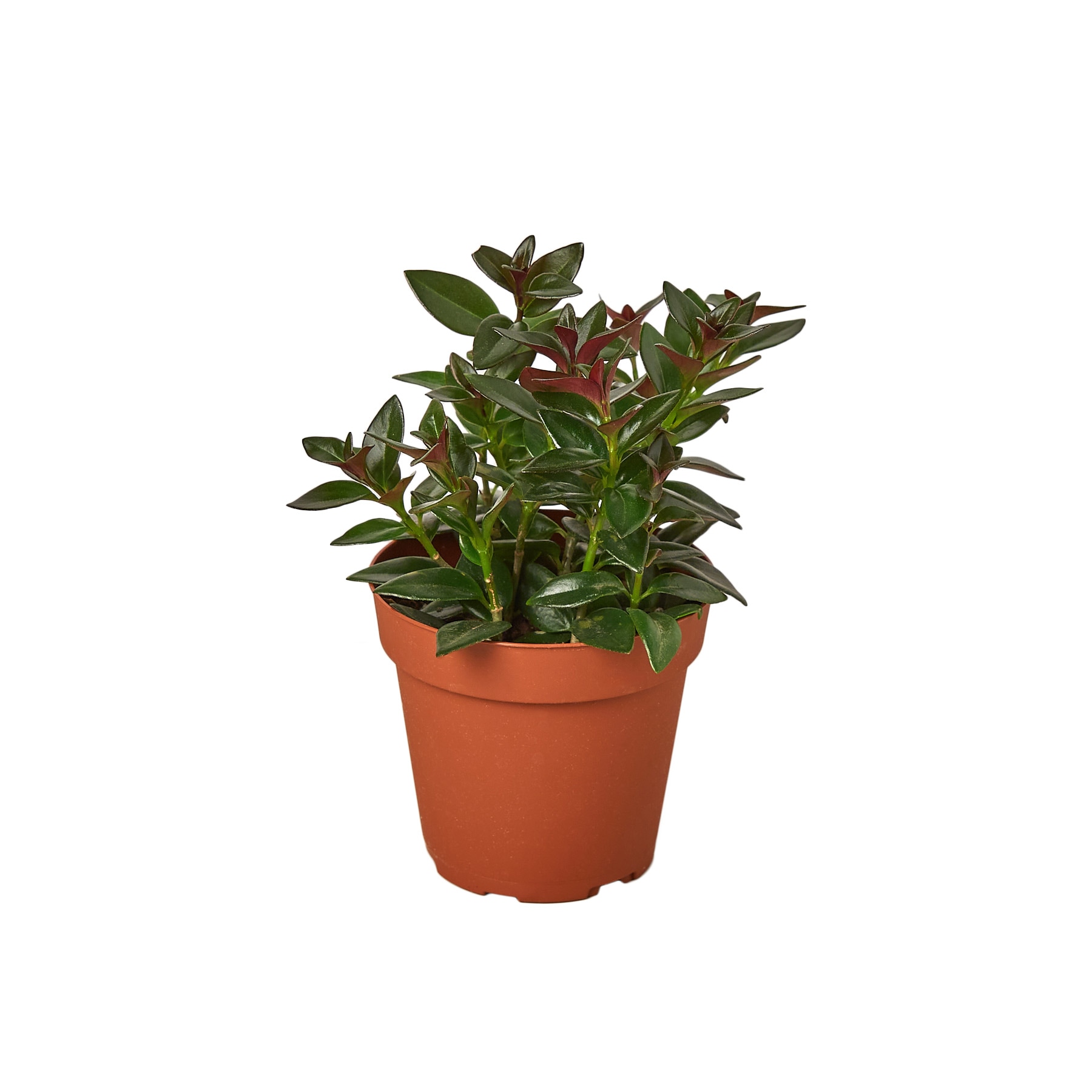 House Plant Shop 135 Nematanthus Black Goldfish House Plant in 1-Pack Pot