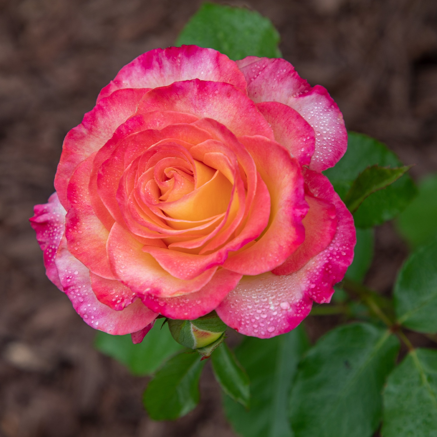 Altman Plants 0872518 roses - View #4