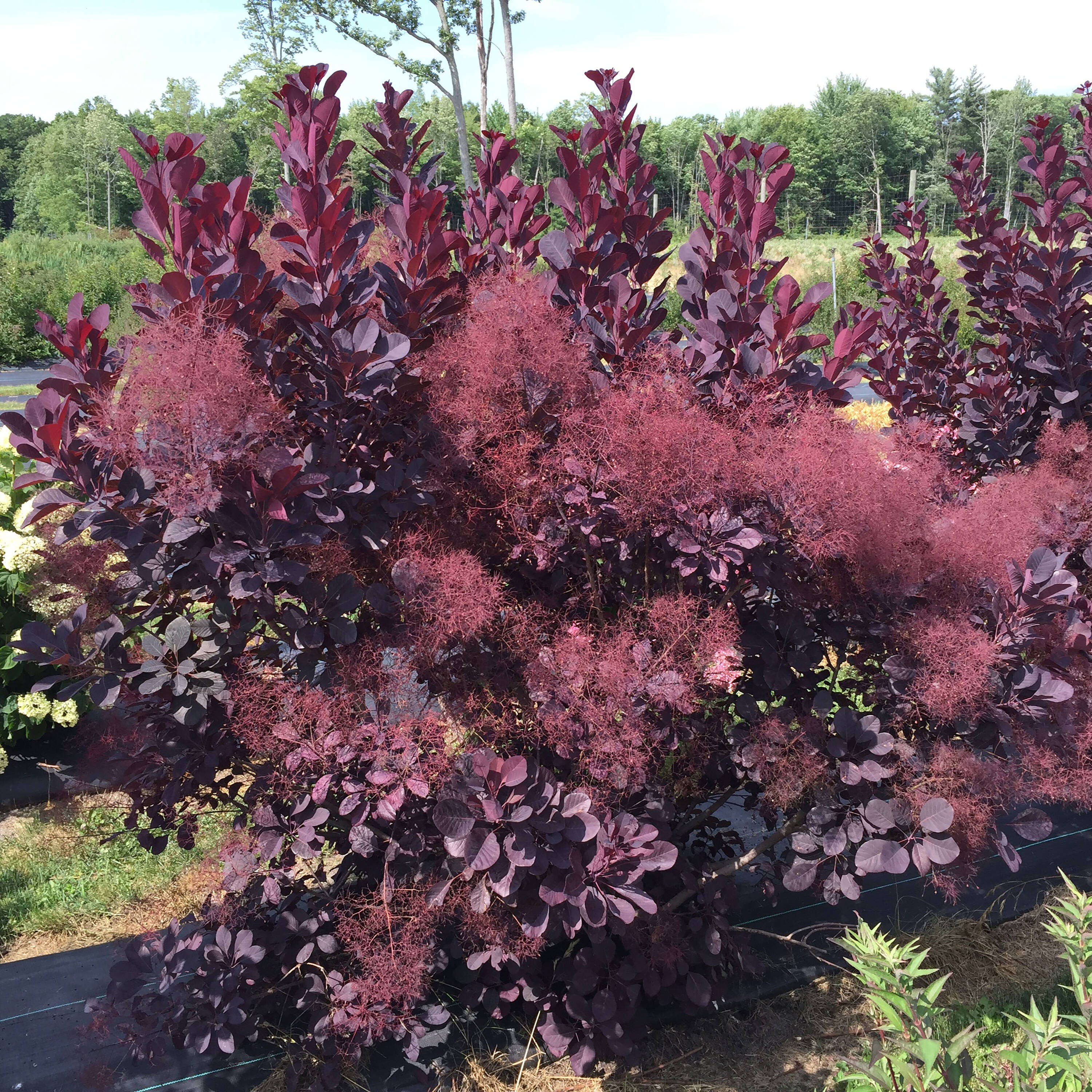 Proven Winners COTPRC1027800 shrubs - View #3