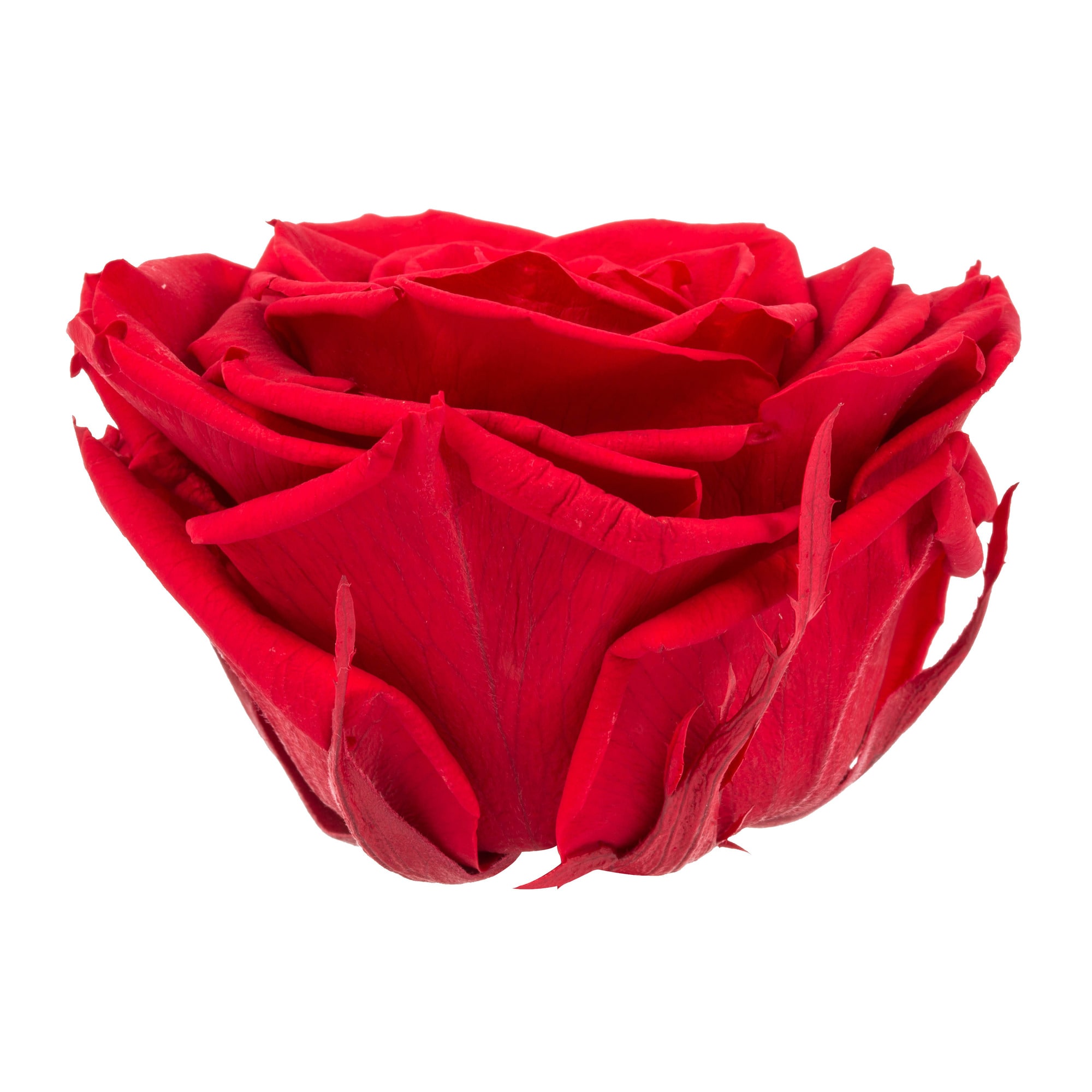 Vickerman H4ROP405 3.5-in Red Indoor Rose Artificial Plant
