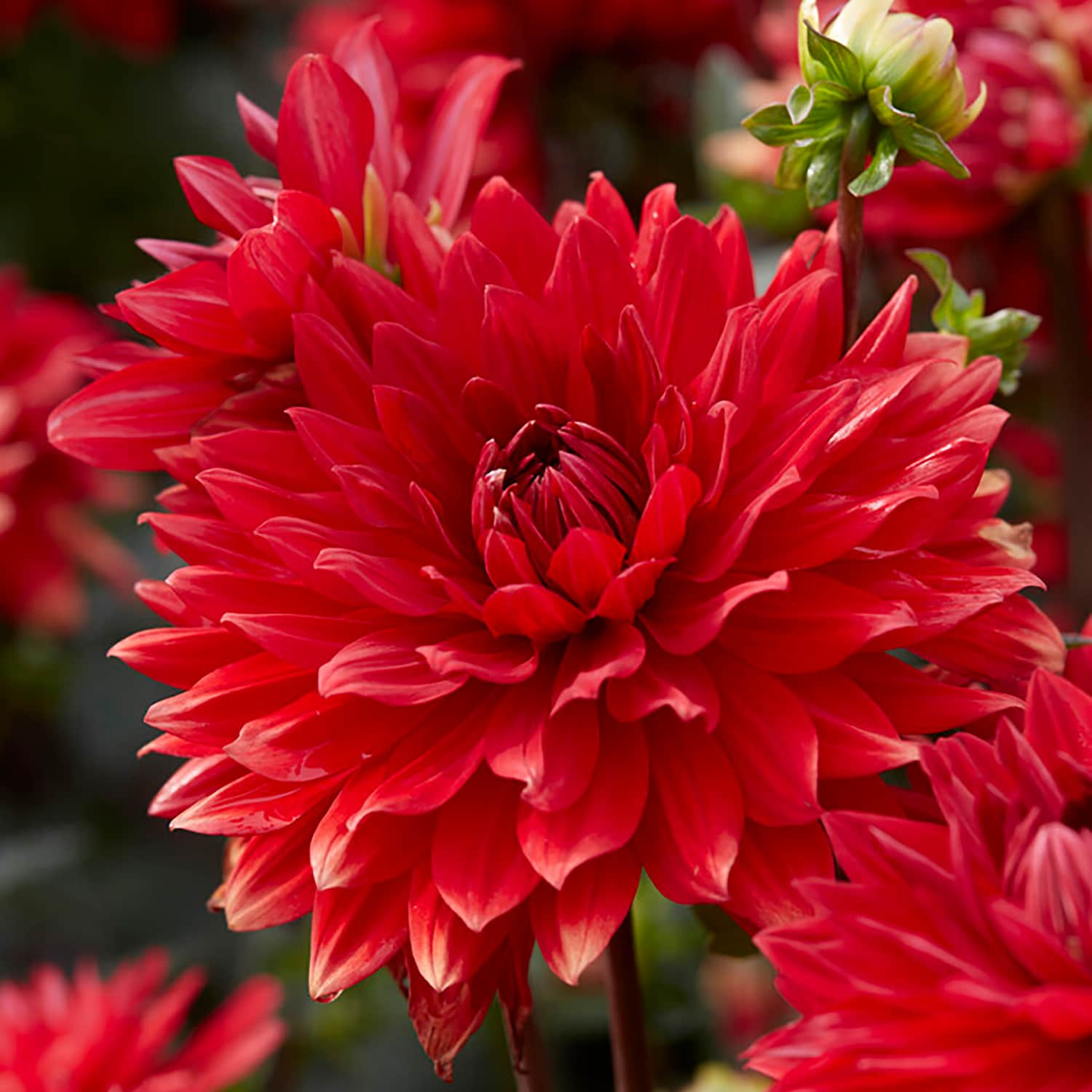 Van Zyverden Red Dahlias Garden Wonder Bulbs 5-Count 84507 at Lowes.com