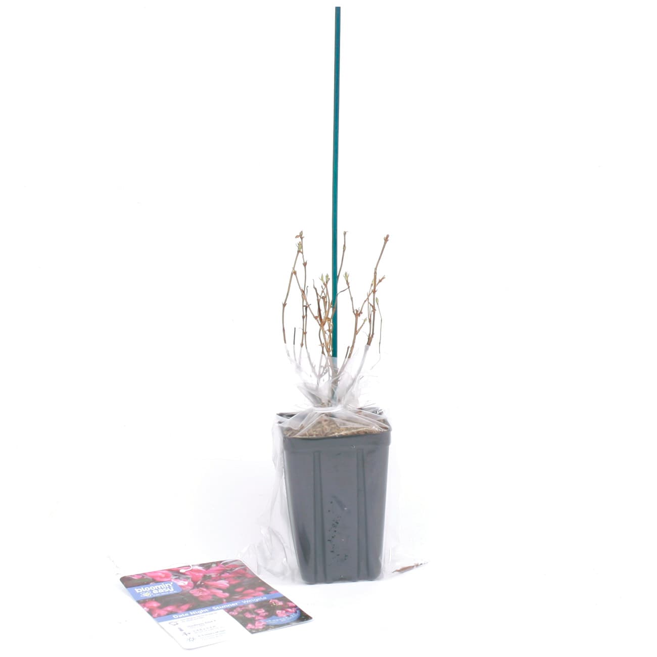 Van Zyverden 82929 Plant-Bulbs - View #7