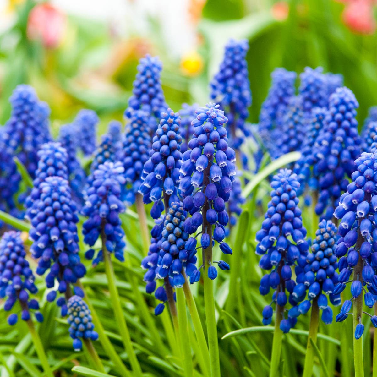 Breck's Blue Grape Hyacinth Mixed Bulbs 50-Pack in the Plant Bulbs ...