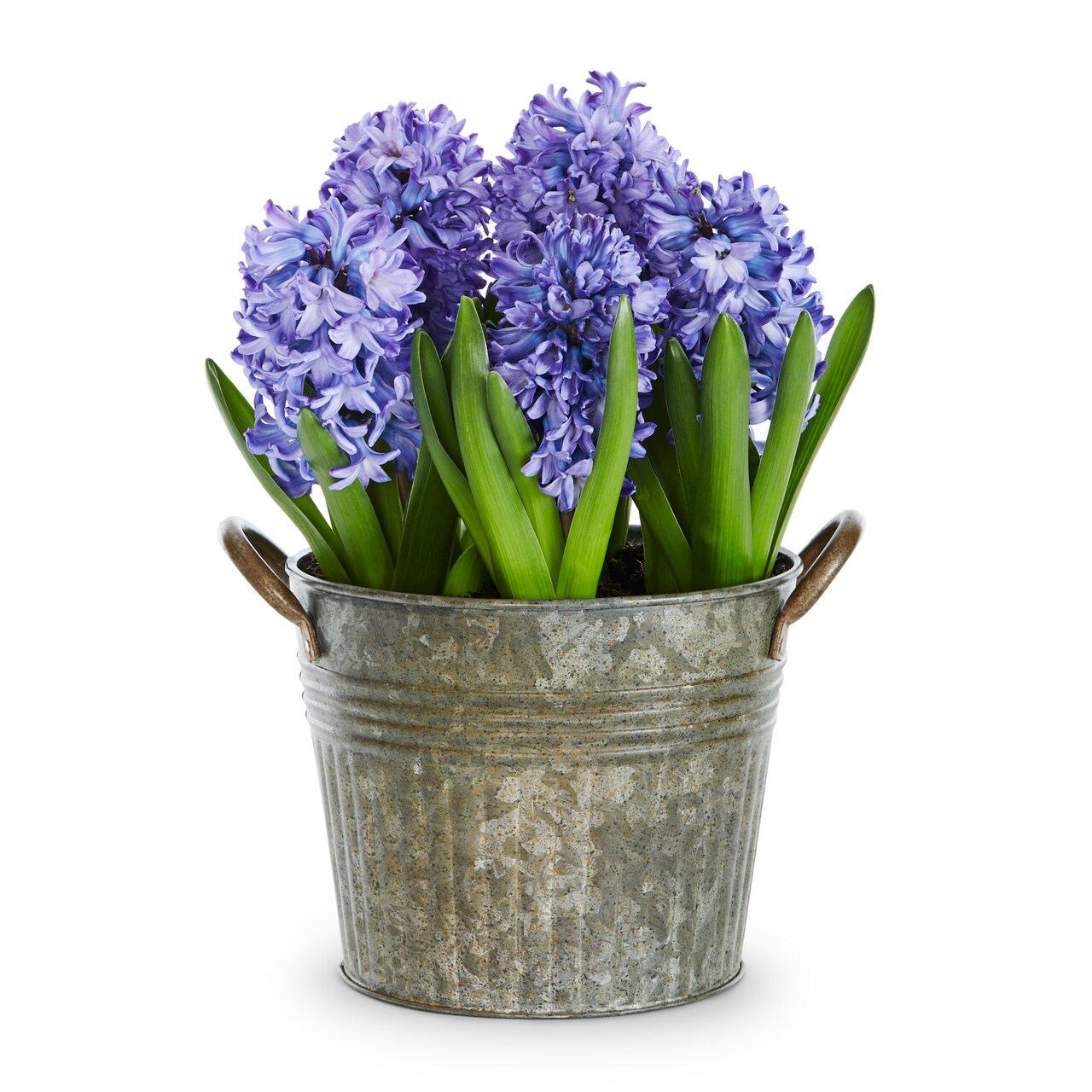 Set of 3 Artificial Blue Hyacinth With Leaves Spring Flowering Bulb 