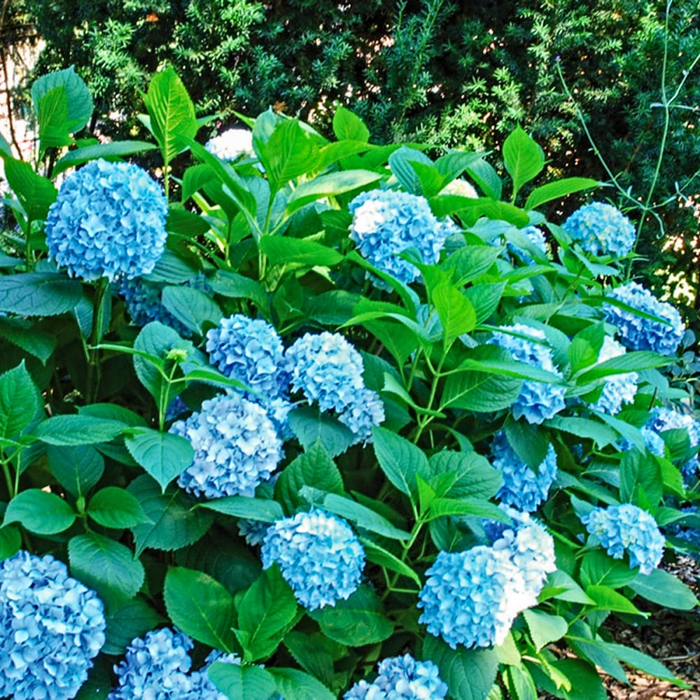Spring Hill Nurseries 87516 shrubs - View #2