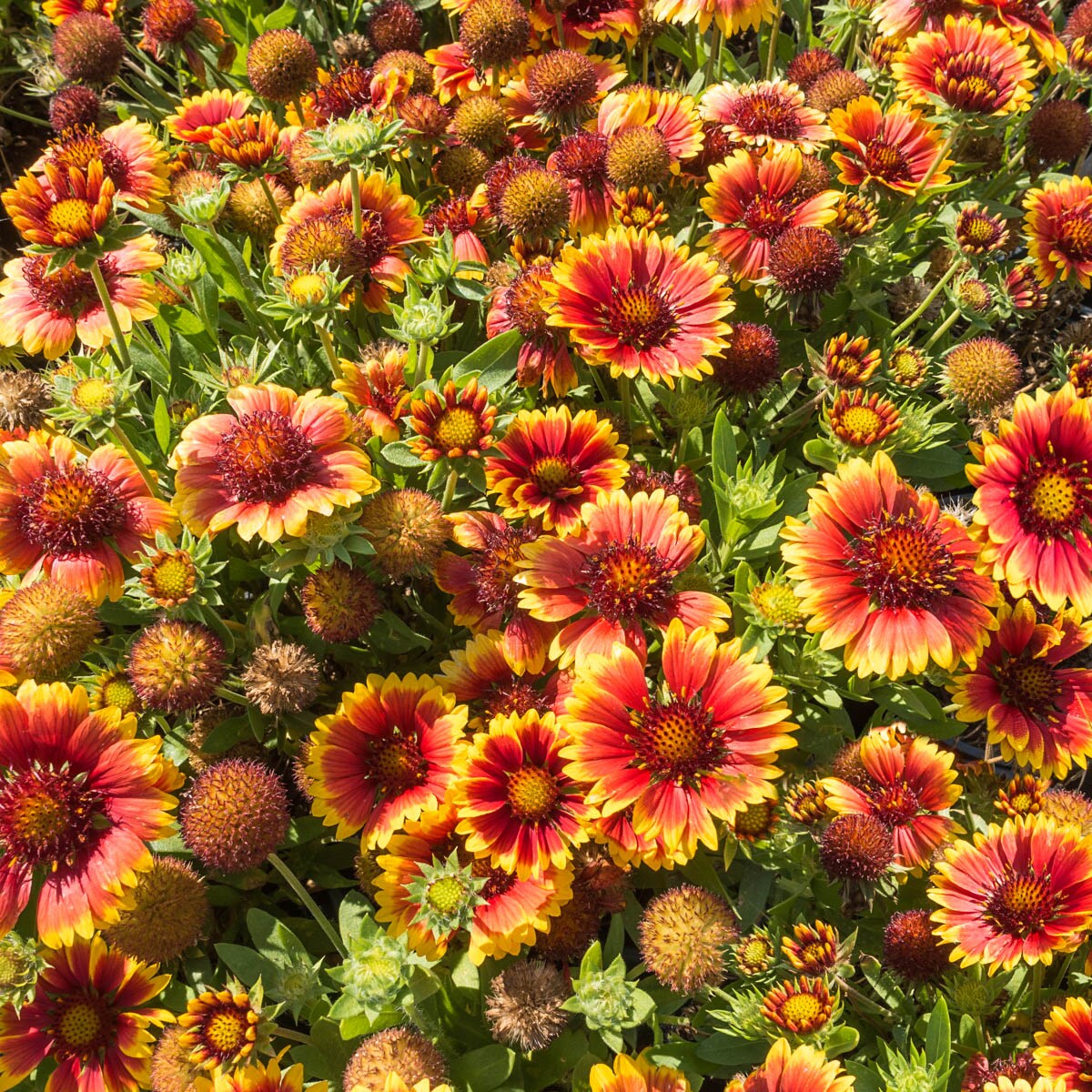 Spring Hill Nurseries 90165 perennials - View #3