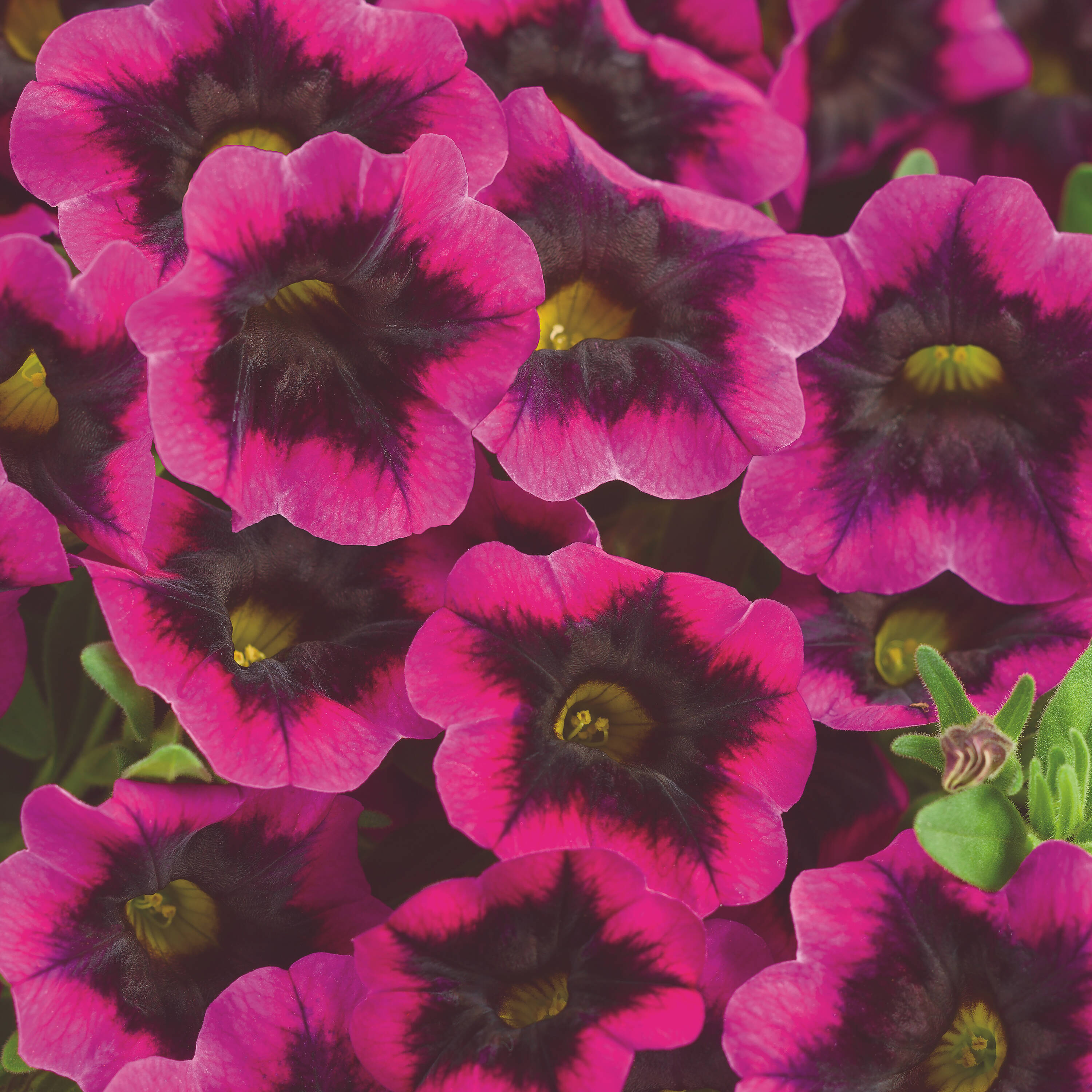 Proven Winners BELPRW3107504 Purple Superbells Blackcurrant Punch (Calibrachoa) in 4.25-in Pot