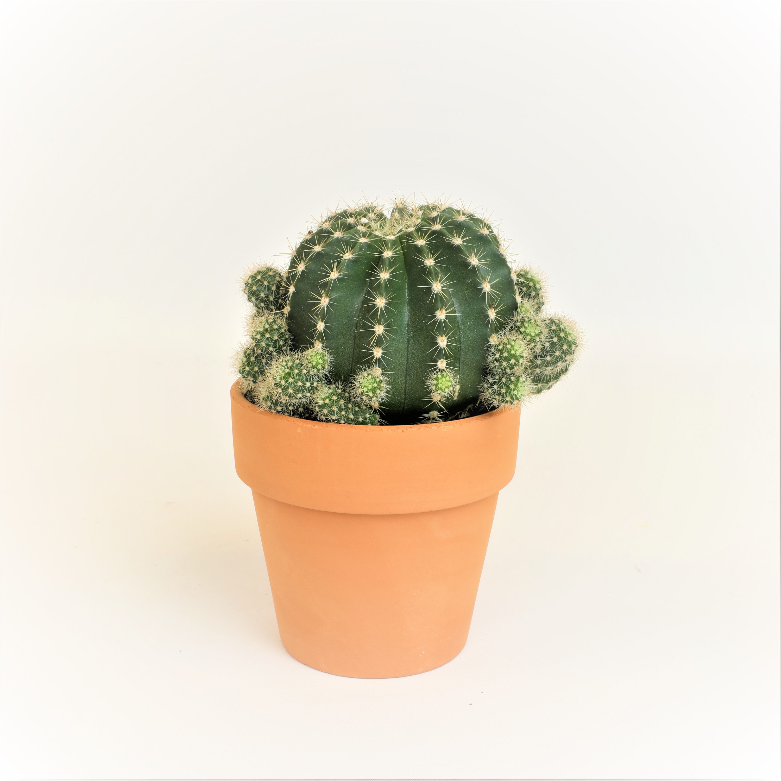 Altman Plants 4-Pack Cactus W/Deco Flower in 4-oz Pot in the Succulents  department at