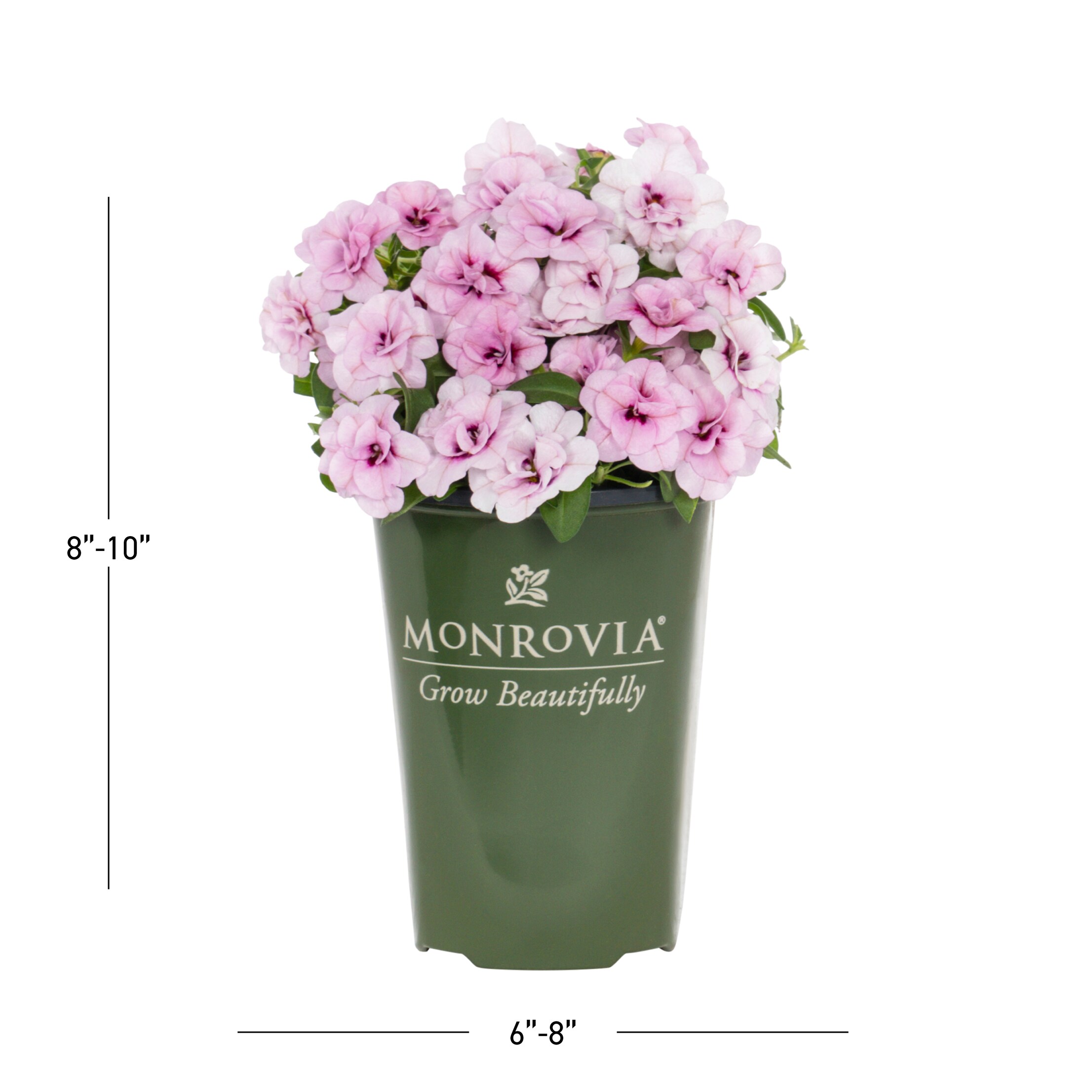  6039466 annuals - View #4