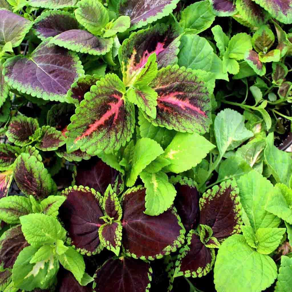 Ferry-Morse LC25.5521 seeds - View #3