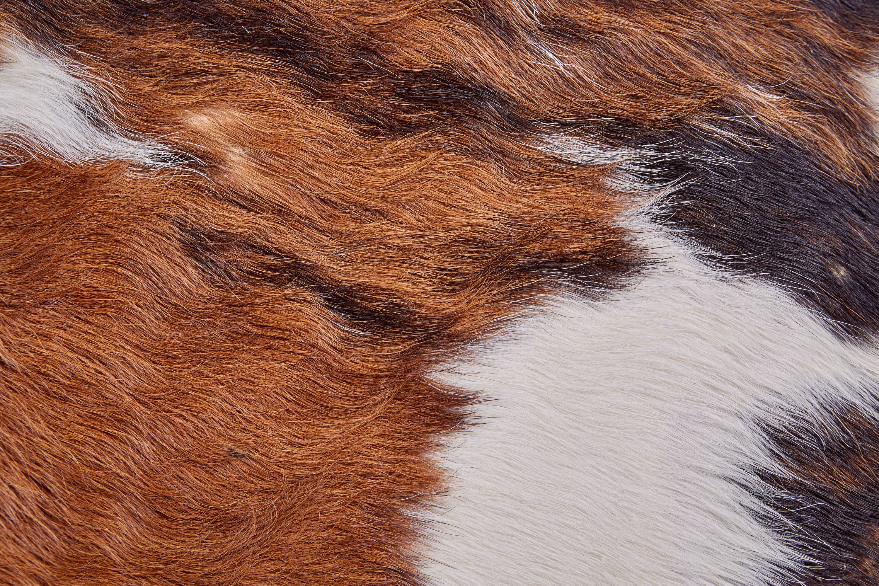 Room Envy ARGRCOWHEXOMEDQ02 rugs - View #4