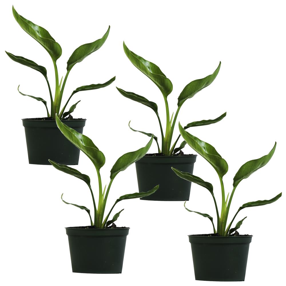  6-in 4-Pack Strelitzia Nicolai) in Plastic Pot at  