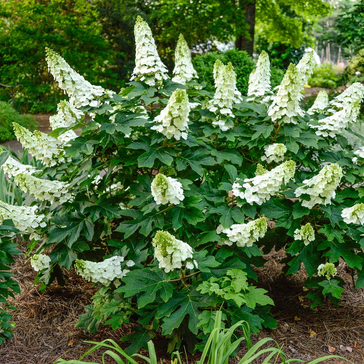 Gardens Alive! 81838 shrubs - View #4