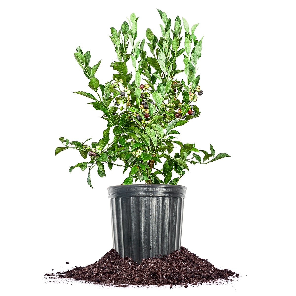Perfect Plants LOTIFBLUE1G Tifblue Blueberry Feature Shrub in 1 -Gallon Pot 1.0 -Pack with White Blooms