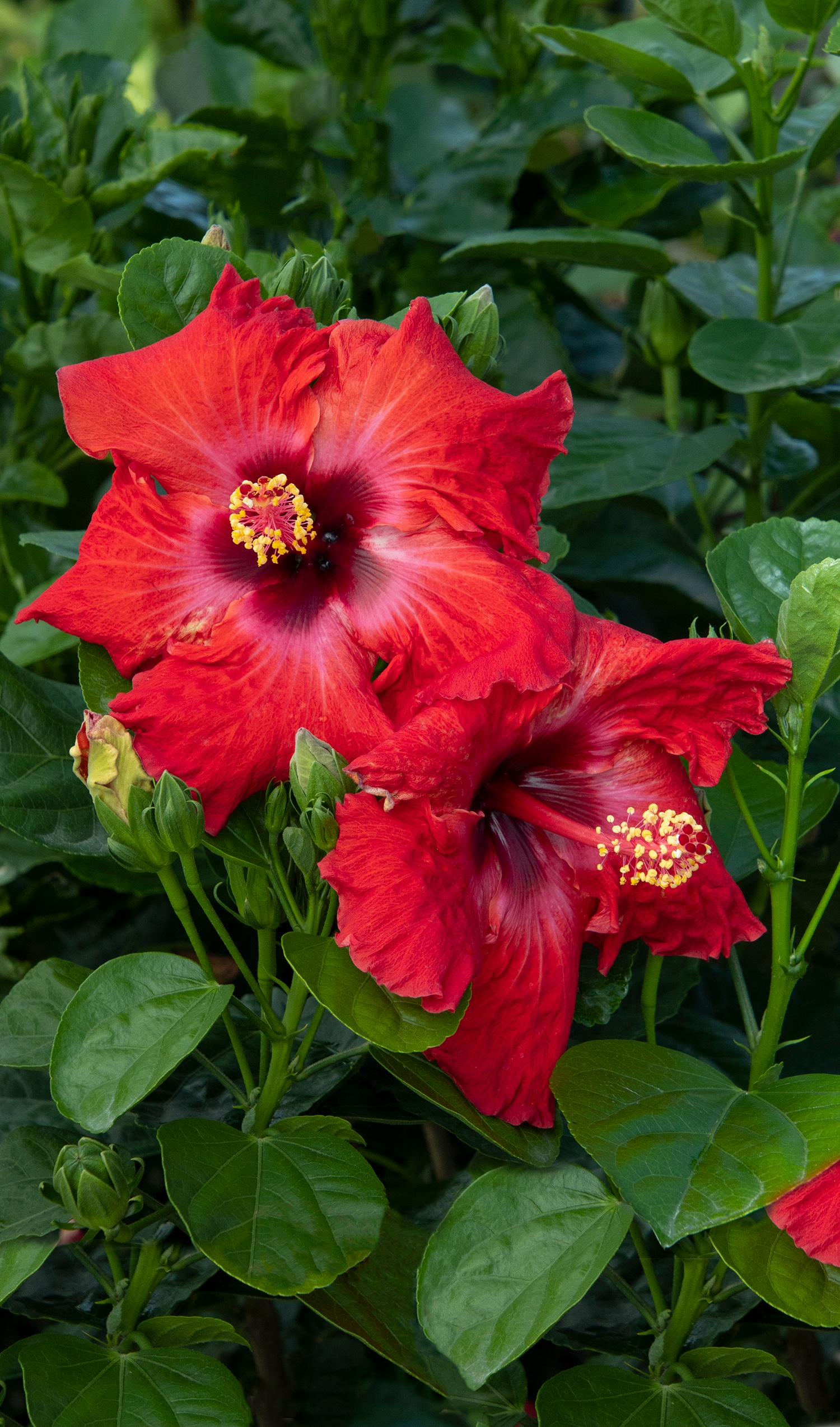 Monrovia Bicolor The Path Hibiscus Flowering Shrub In Pot (With Soil) in the  Shrubs department at