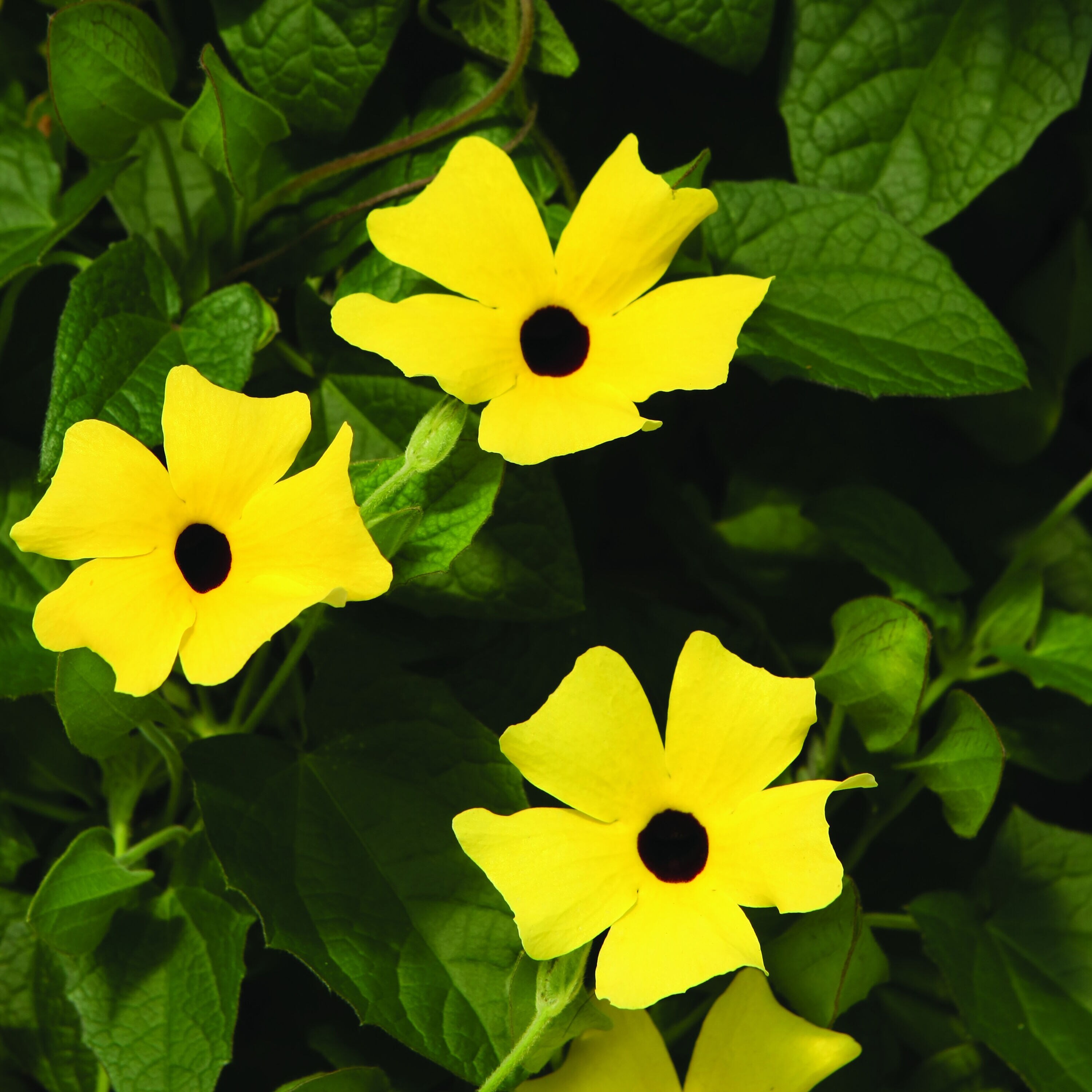 Proven Winners THUPRW0067100 annuals - View #4