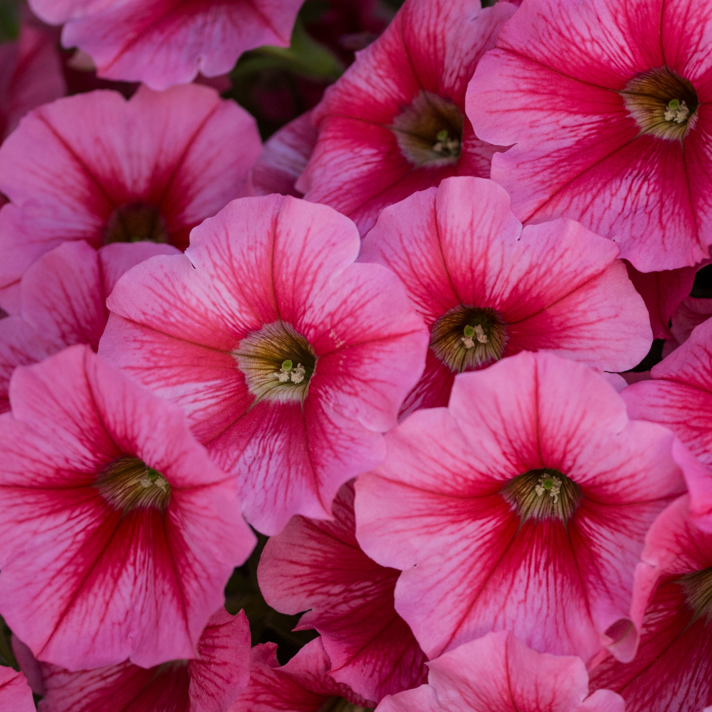 Lowe's NURSERY annuals - View #18