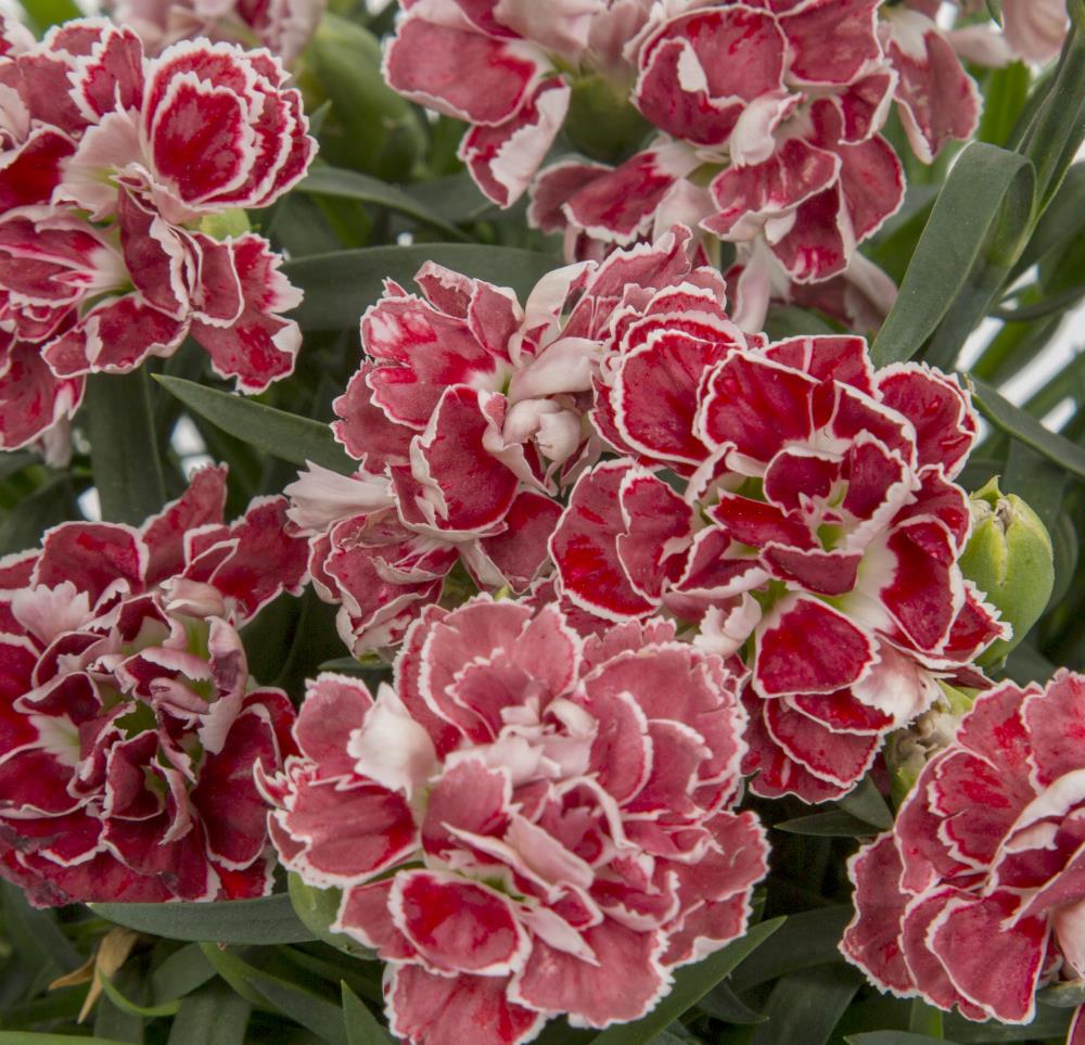 Monrovia NURSERY perennials - View #7