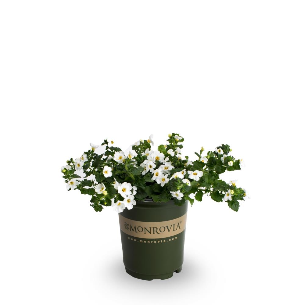 Monrovia NURSERY White Bacopa in Quart(s) Pot