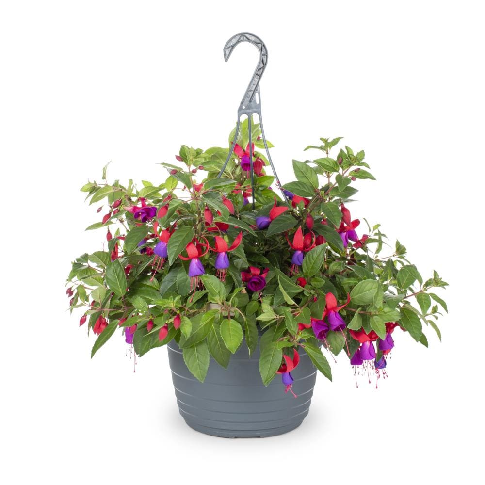 Lowe's Multicolor Fuchsia in (s) Hanging Basket at Lowes.com