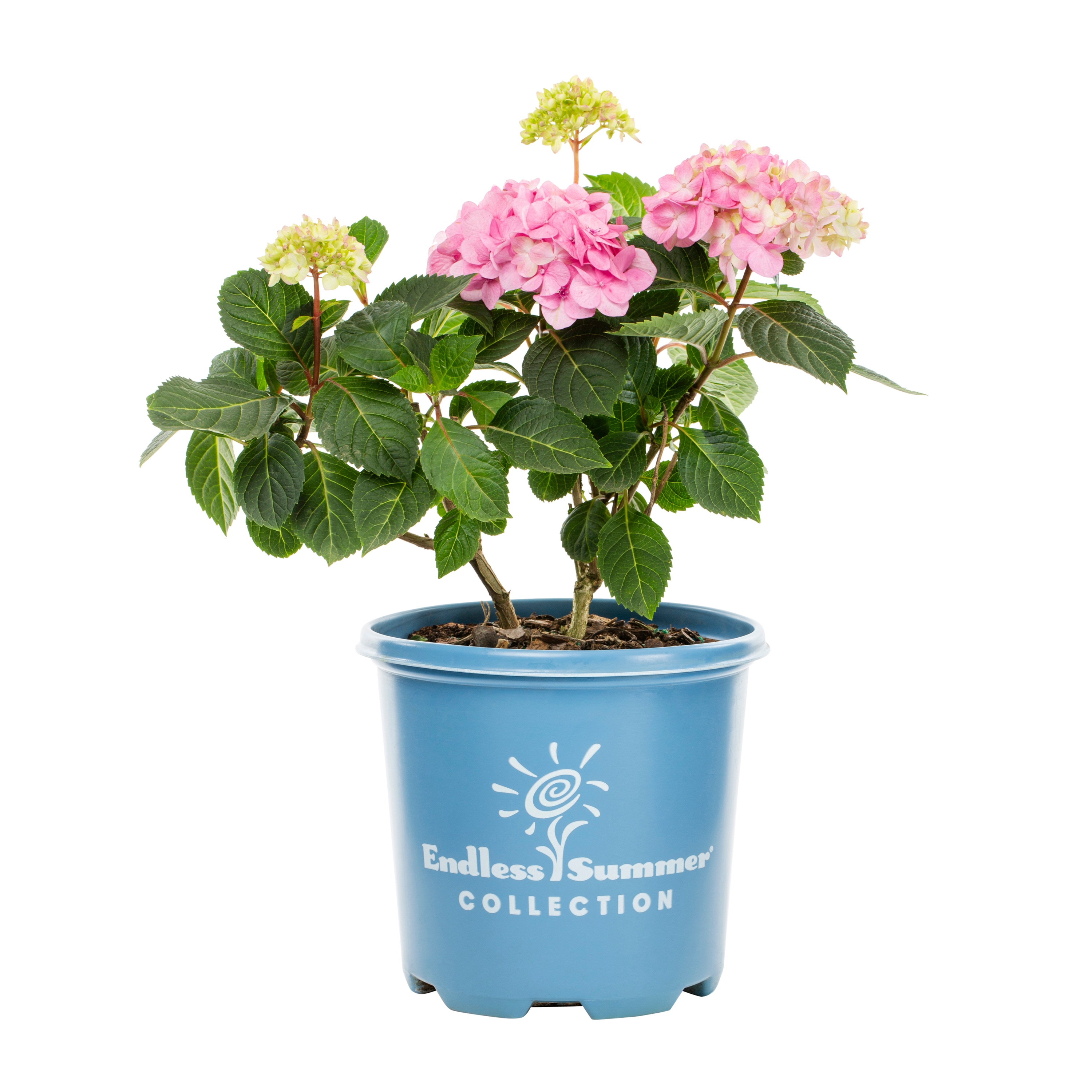 Metrolina Greenhouses 4086 Hydrangea Flowering Shrub in 1 -Gallon Pot 1 -Pack with Multicolor Blooms
