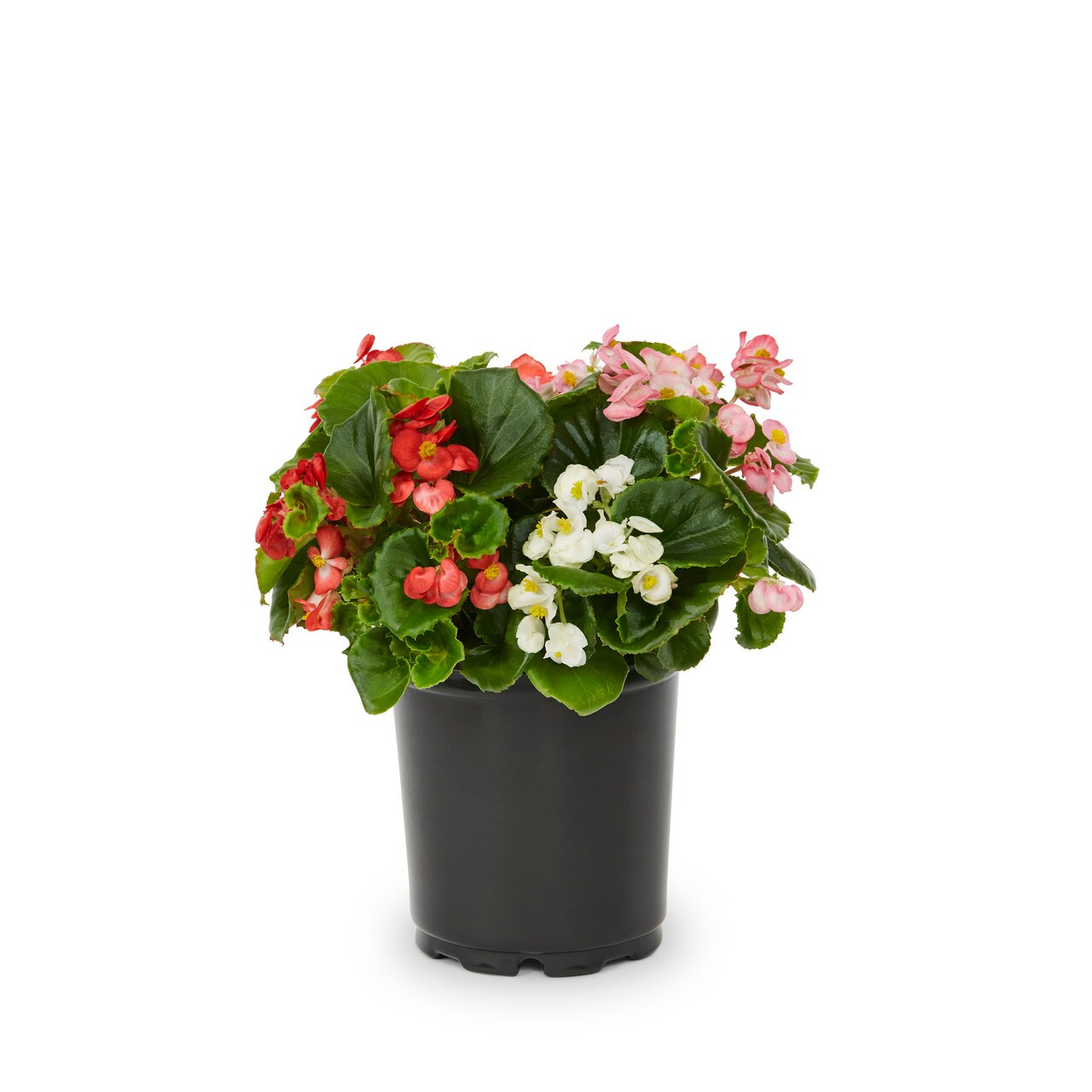 Metrolina Greenhouses Multicolor Begonia in 2.5-Quart Pot 3-Pack in the ...