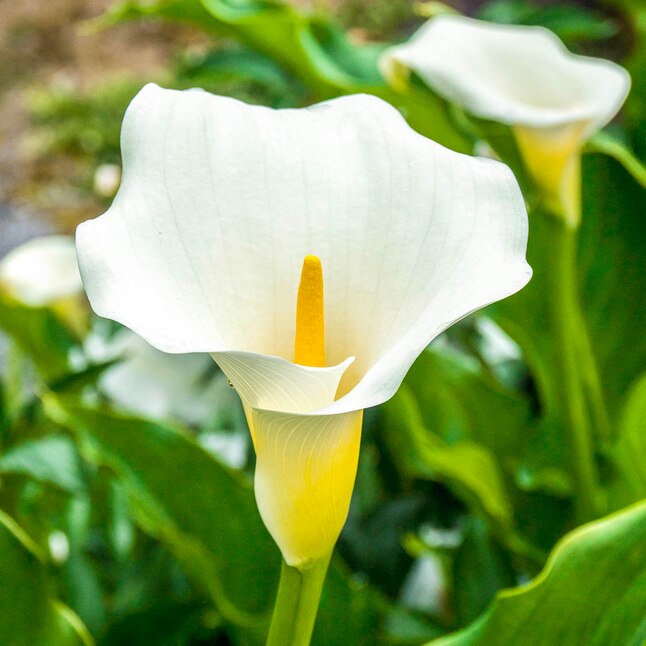 Breck's White Intimate Ivory Calla Lily Dormant Flower Bulbs Bagged 5 ...