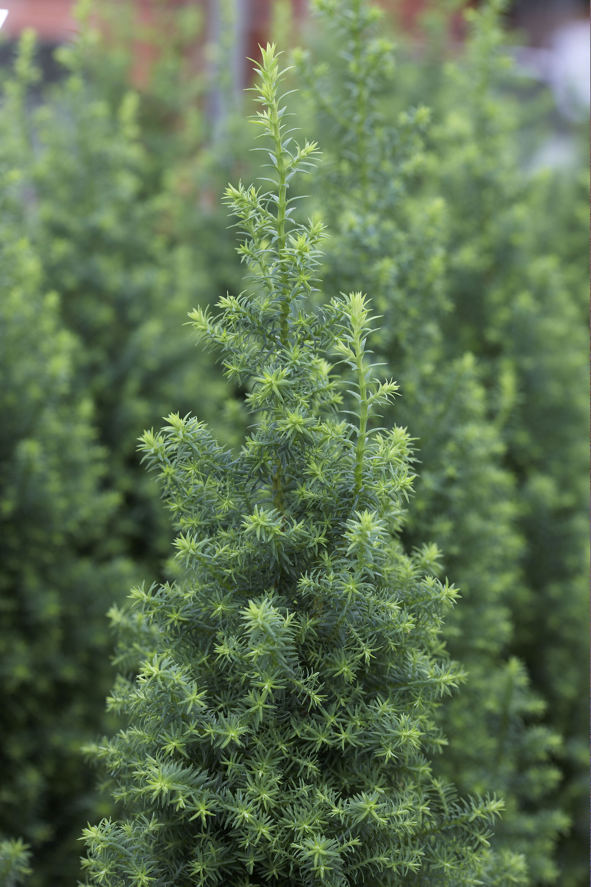 Spring Hill Nurseries Electra Blue Cedar Evergreen Foundation/Hedge ...