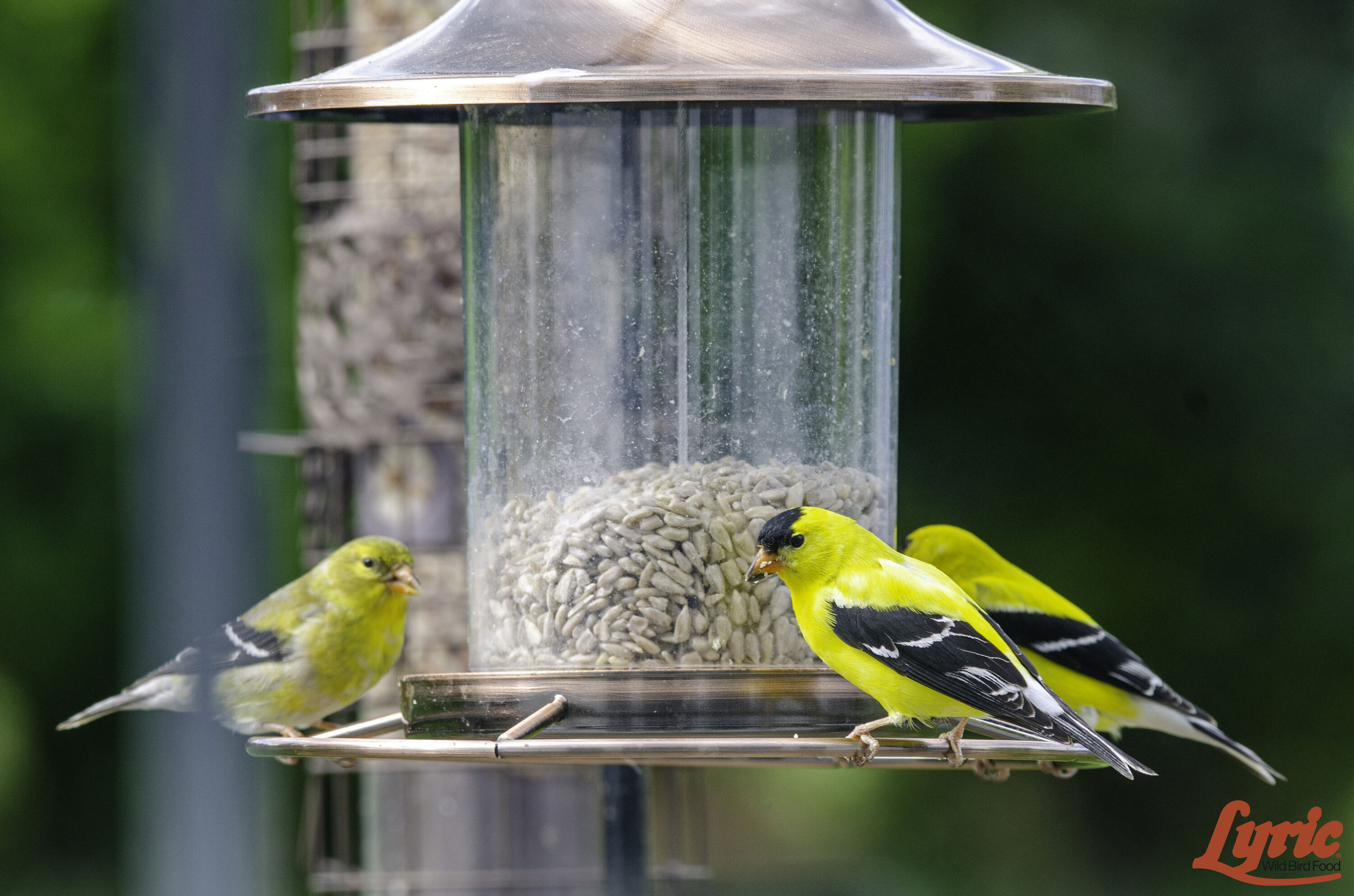 Lyric 2647313 Bird-Squirrel-Food - View #4