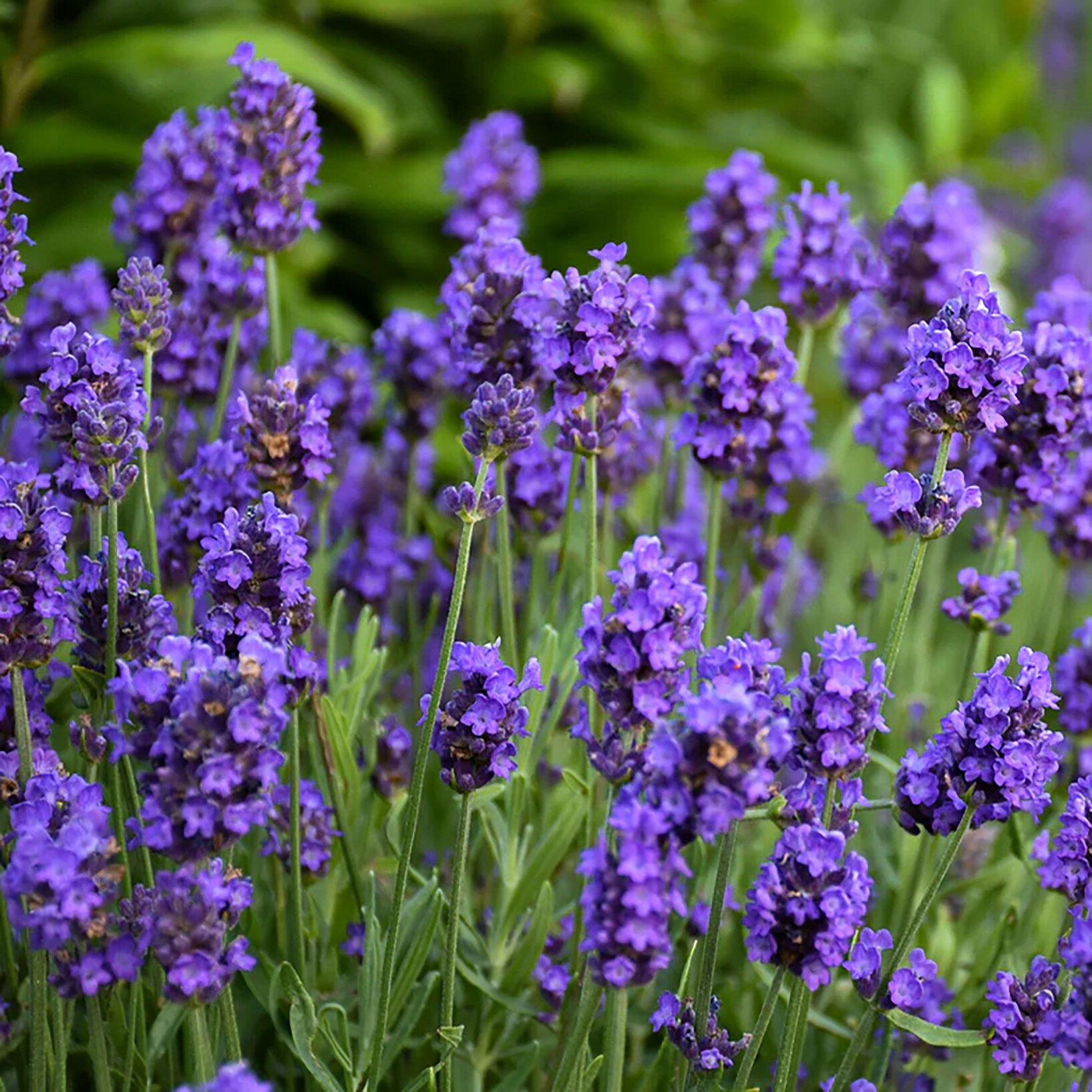Proven Winners NURSERY perennials - View #2