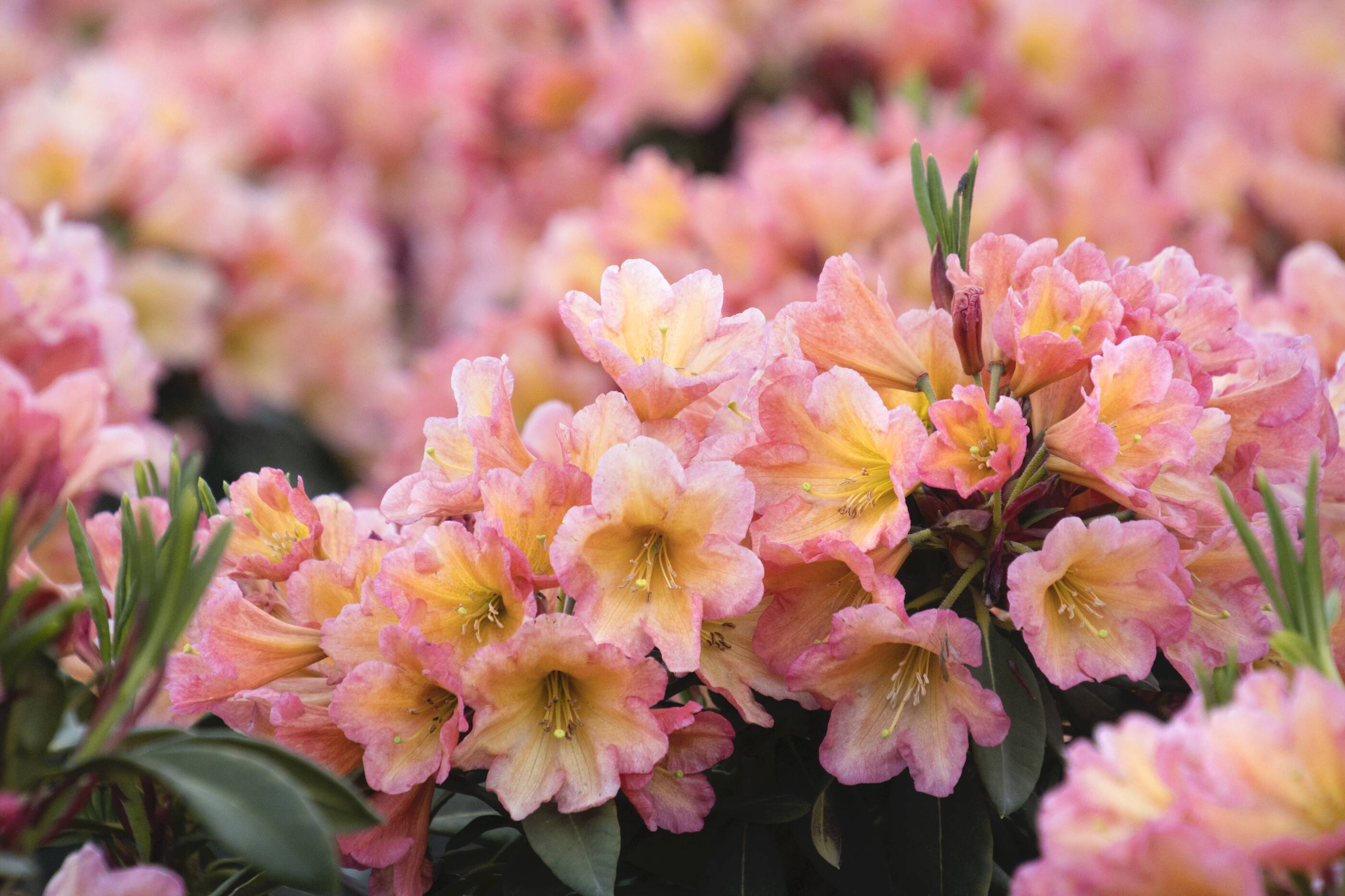 Monrovia Multicolor September Song Rhododendron Flowering Shrub in 1.73 ...