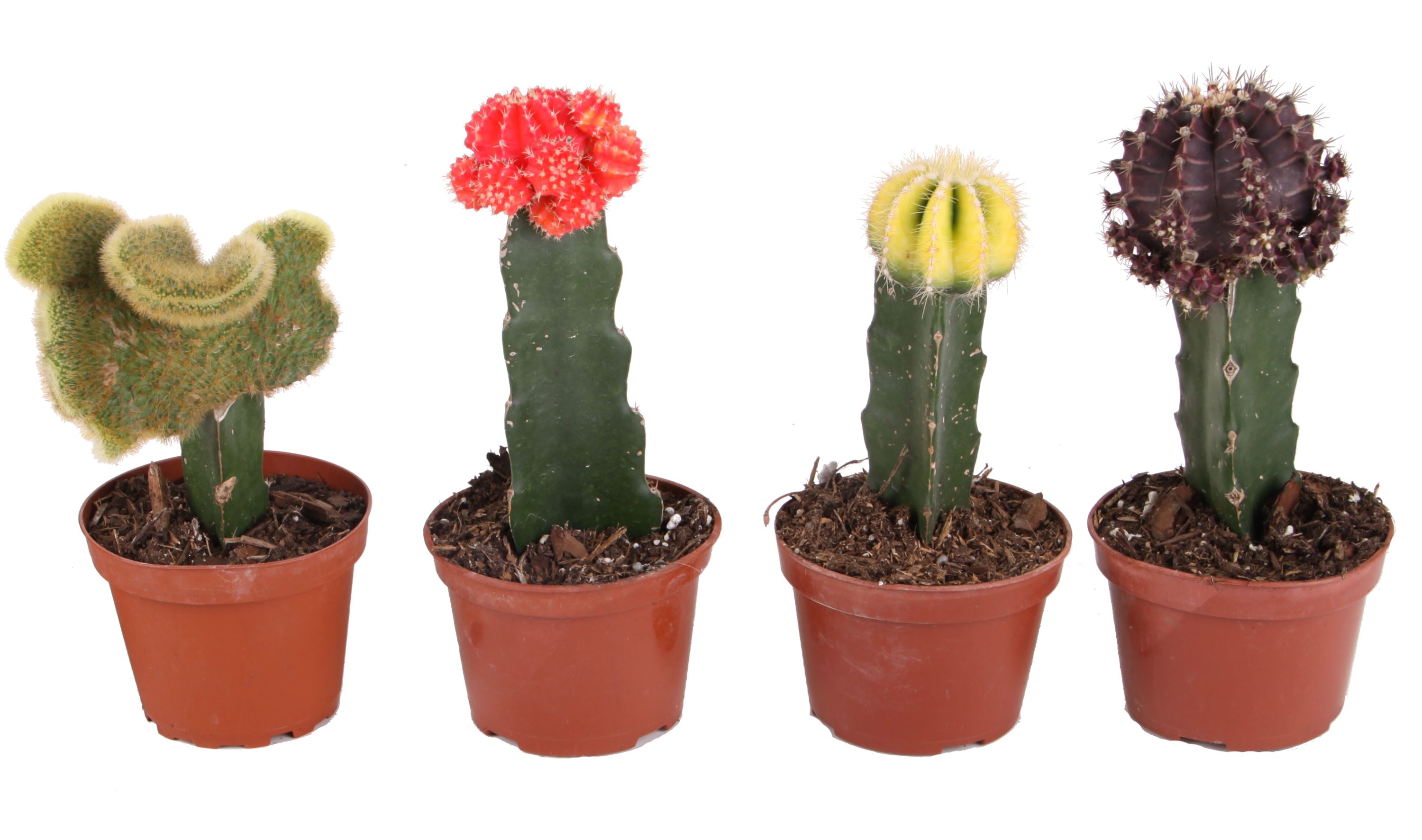 cheap large crafted cactus prices tall