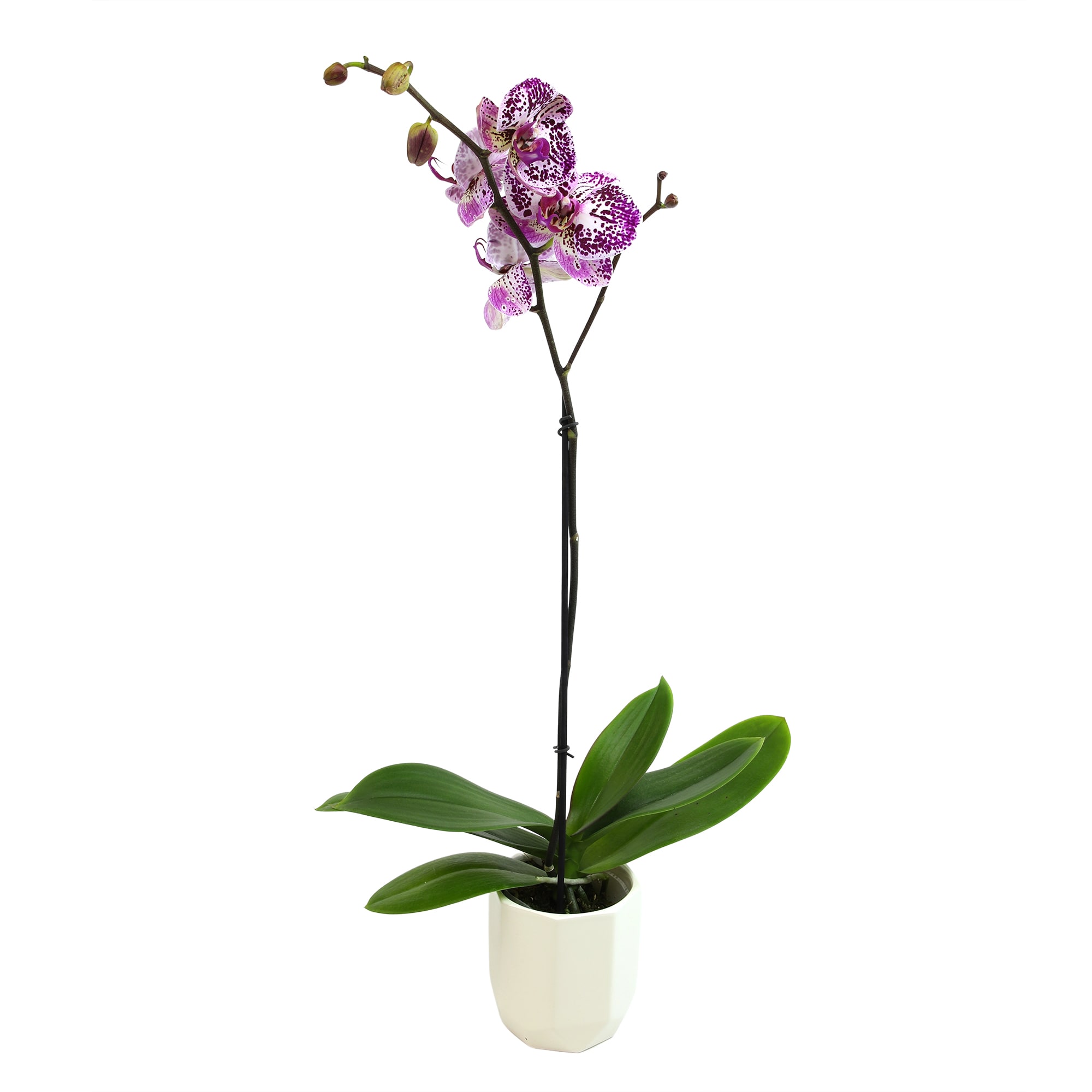 Altman Plants 0873010 hseplants - View #2