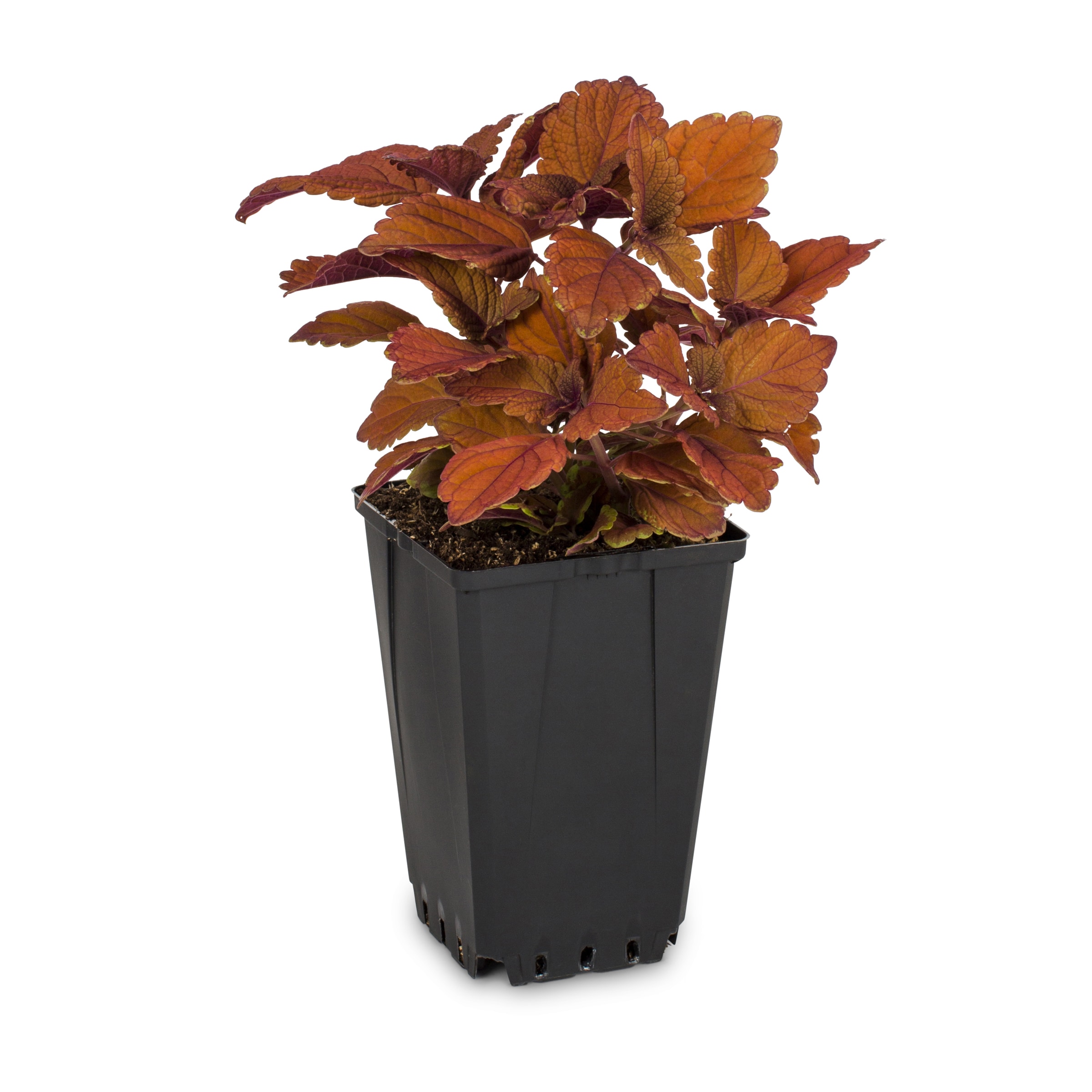 Lowe's NURSERY annuals - View #5